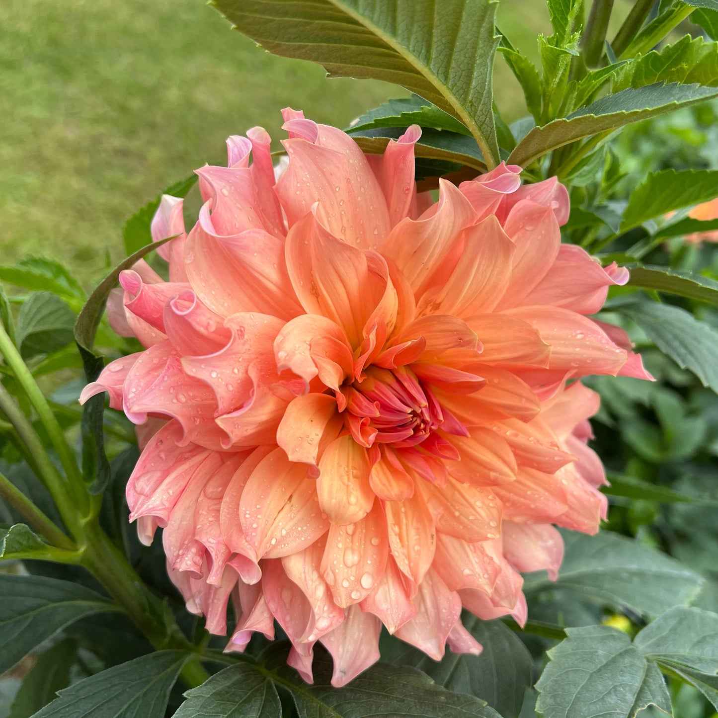 Salish October Wedding