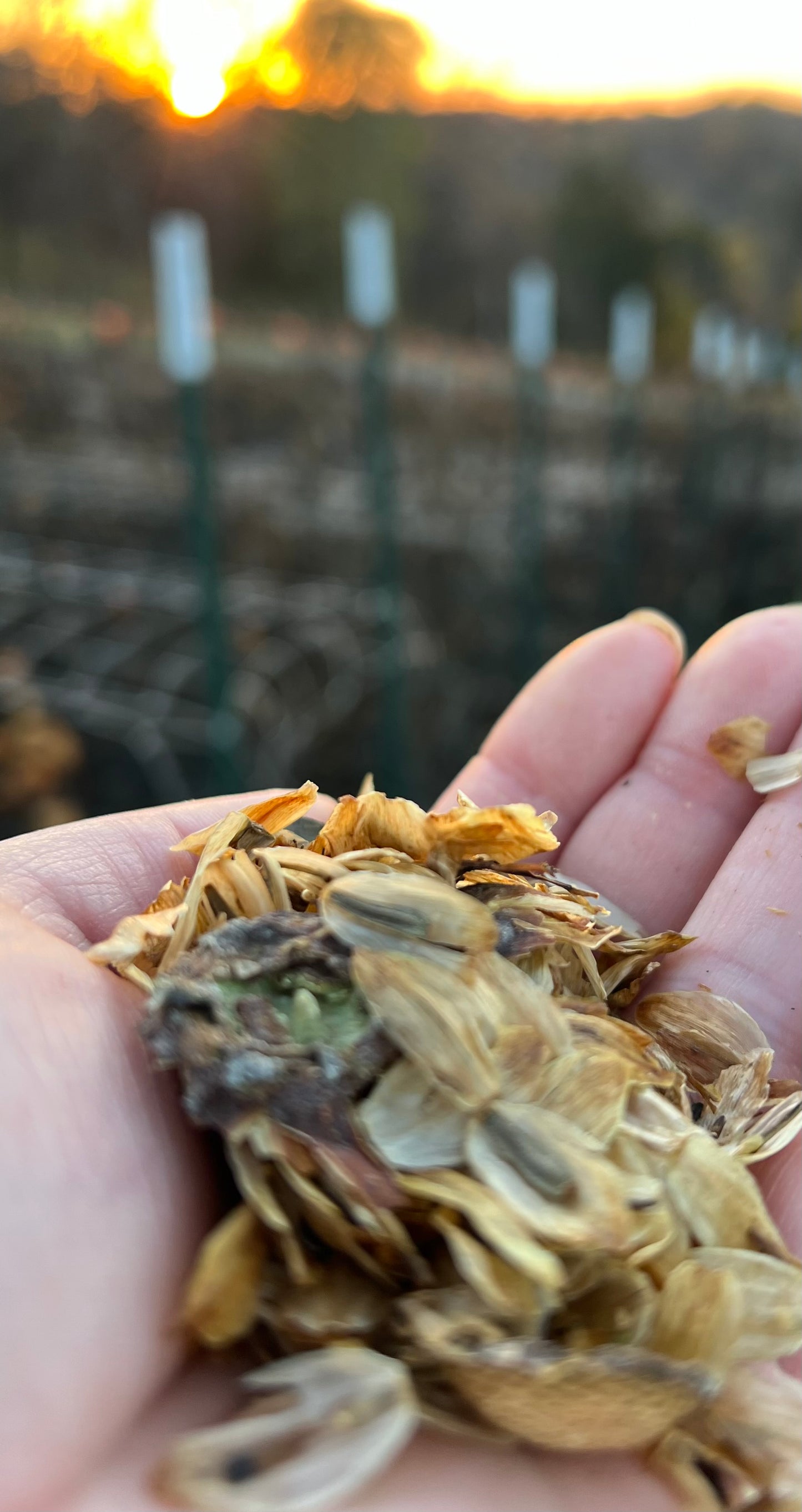 KA's Mocha Jake - Dahlia Seeds