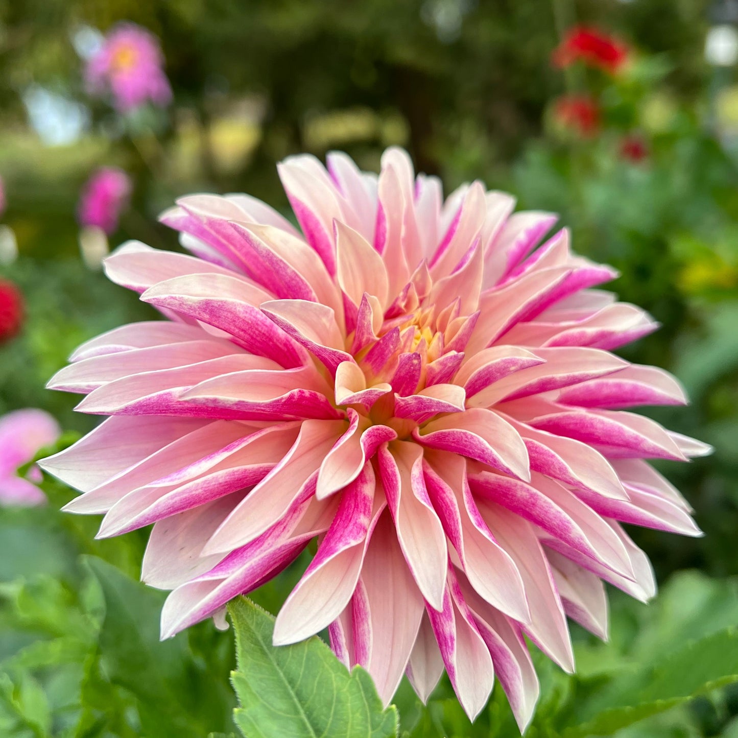 River's Artichoke - Rooted Cutting