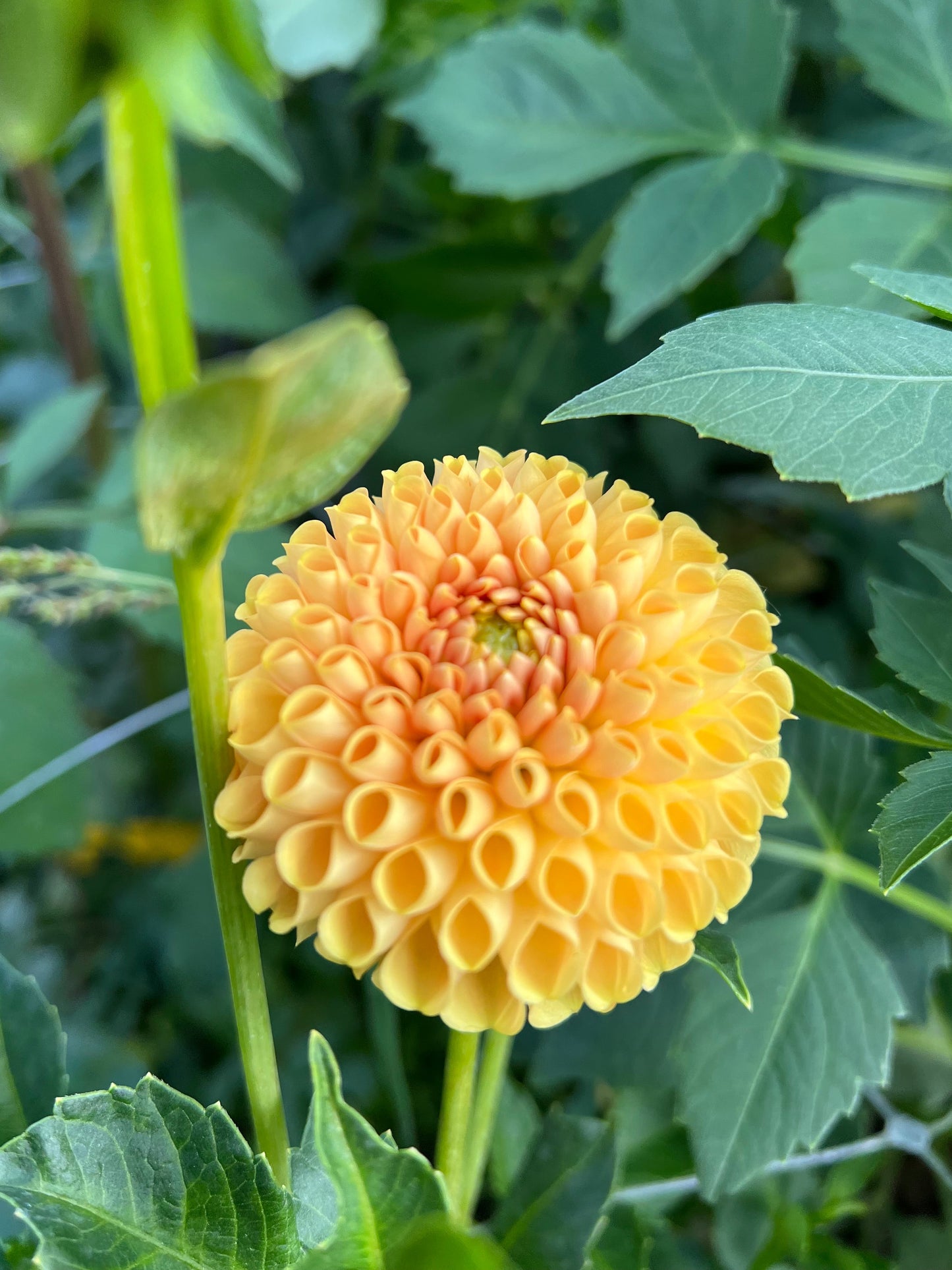 Hapet Gold Nugget - Rooted Cutting