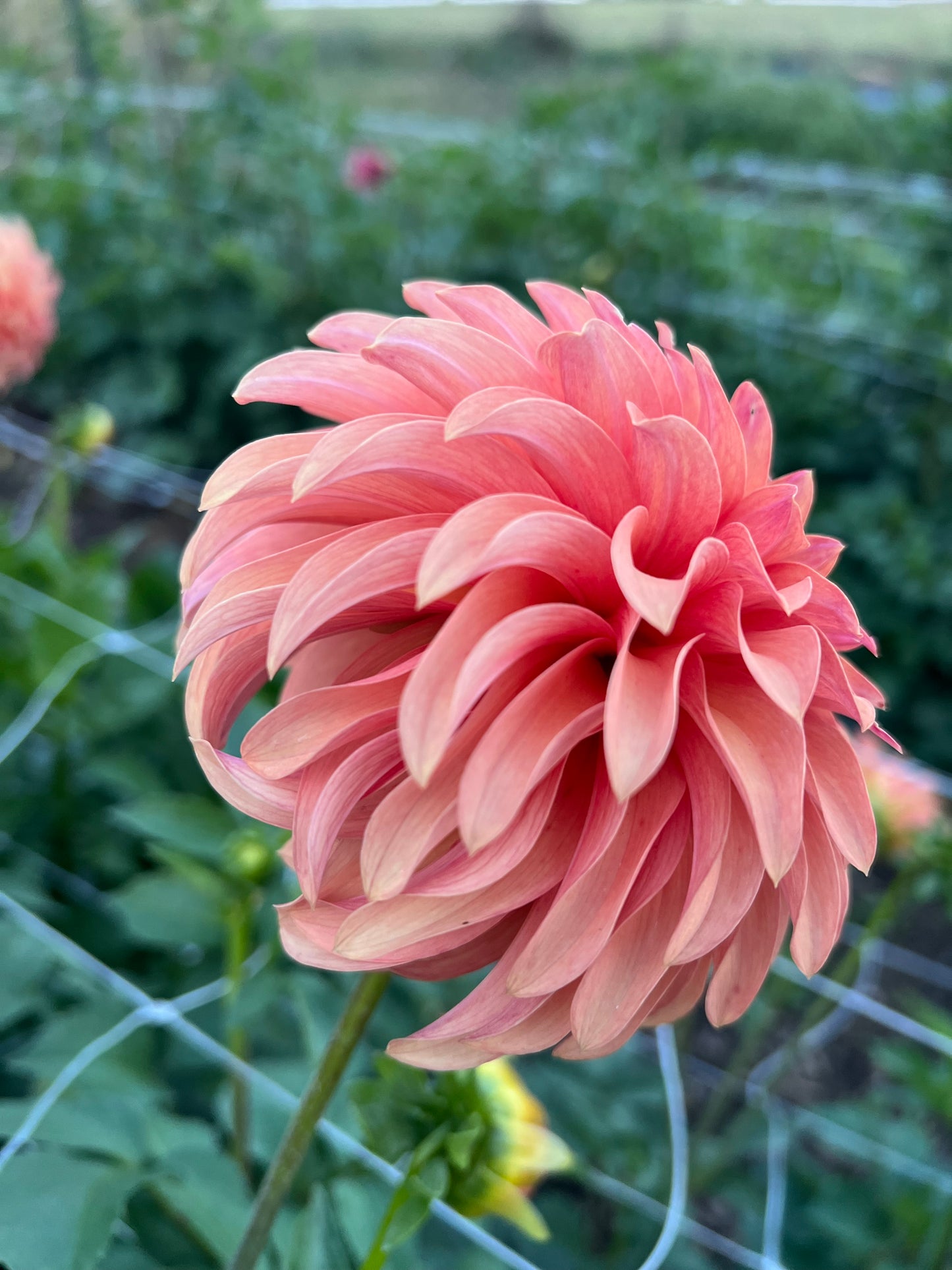 River's Can't Elope - Rooted Cutting