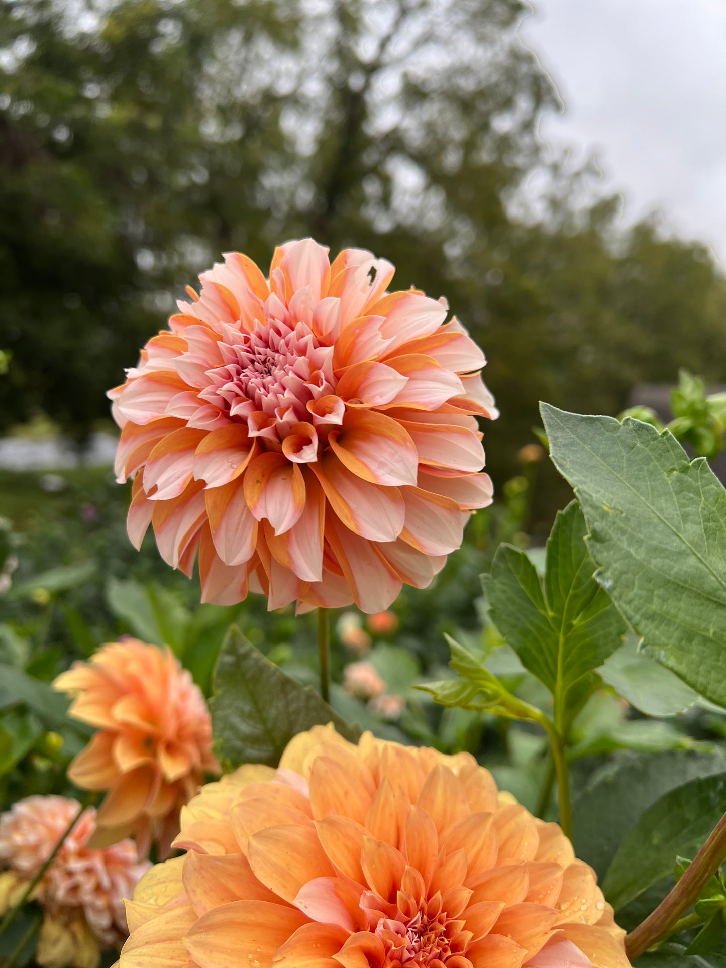 Lee's Chloe - Rooted Cutting