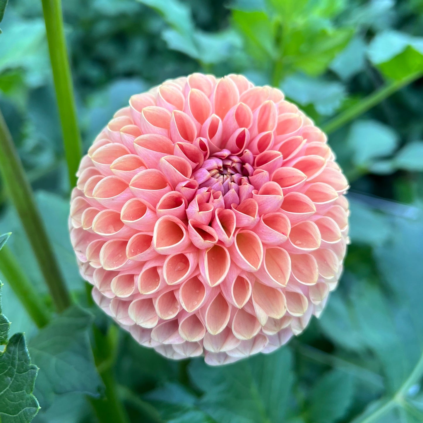 Bee Hive - Rooted Cutting