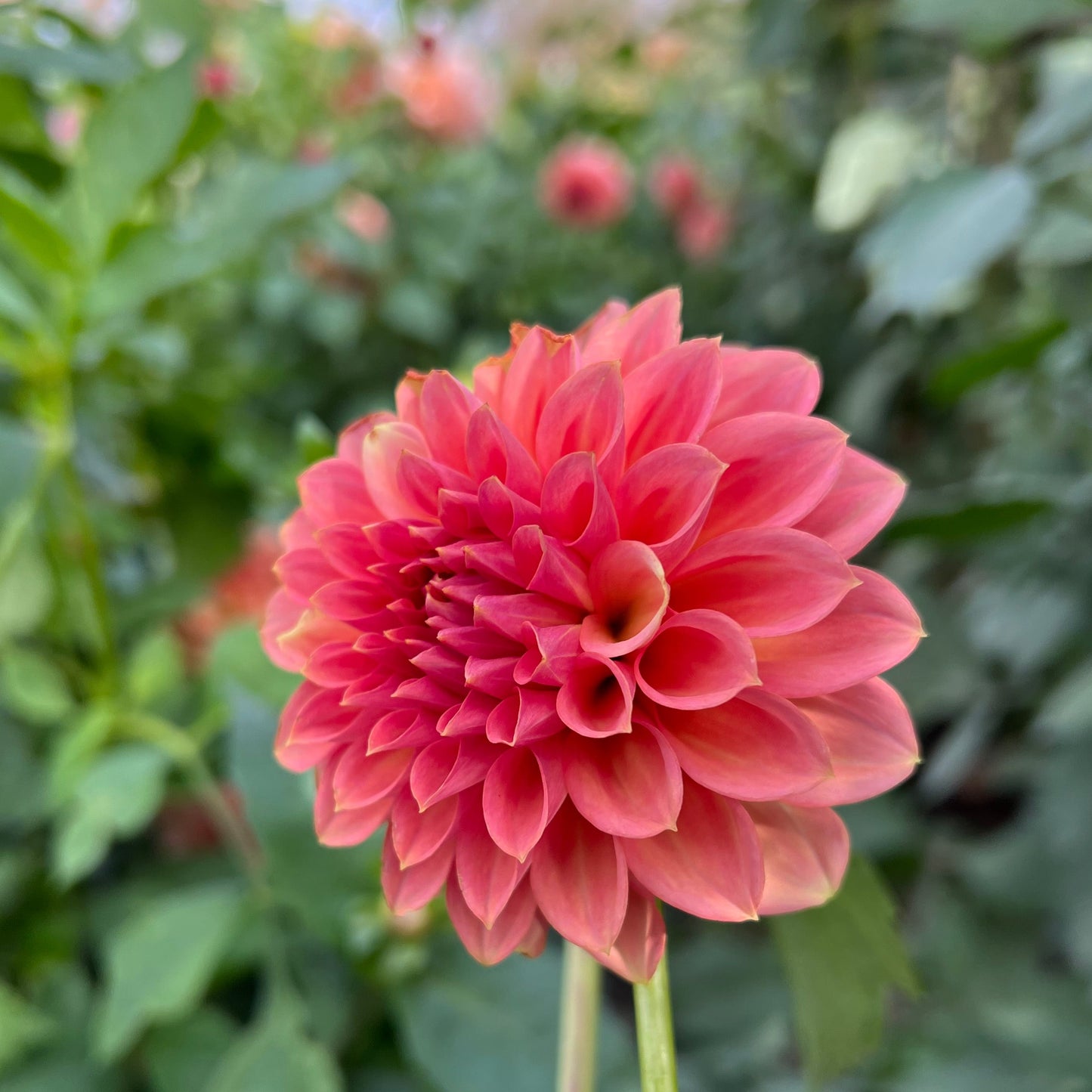 KA's Peachy - Rooted Cutting