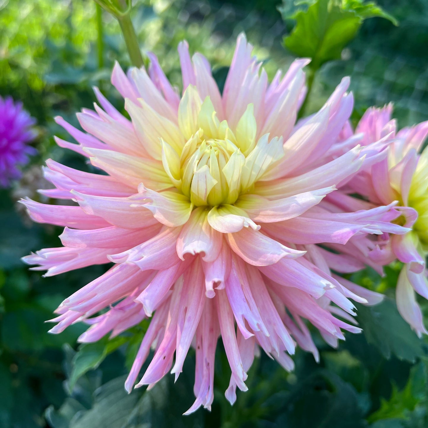 Ferncliff Cameo - Rooted Cutting