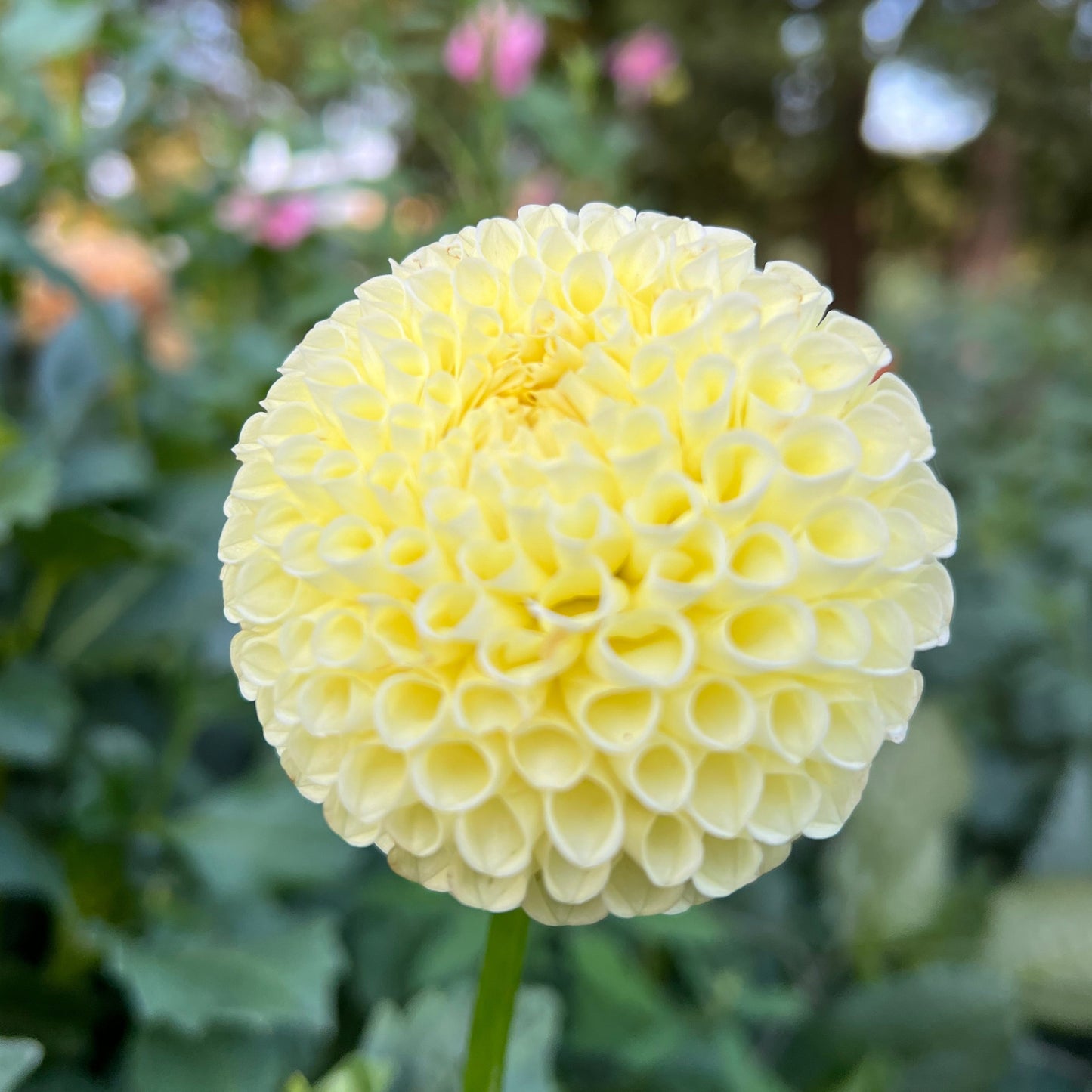 Irish Moon - Rooted Cutting