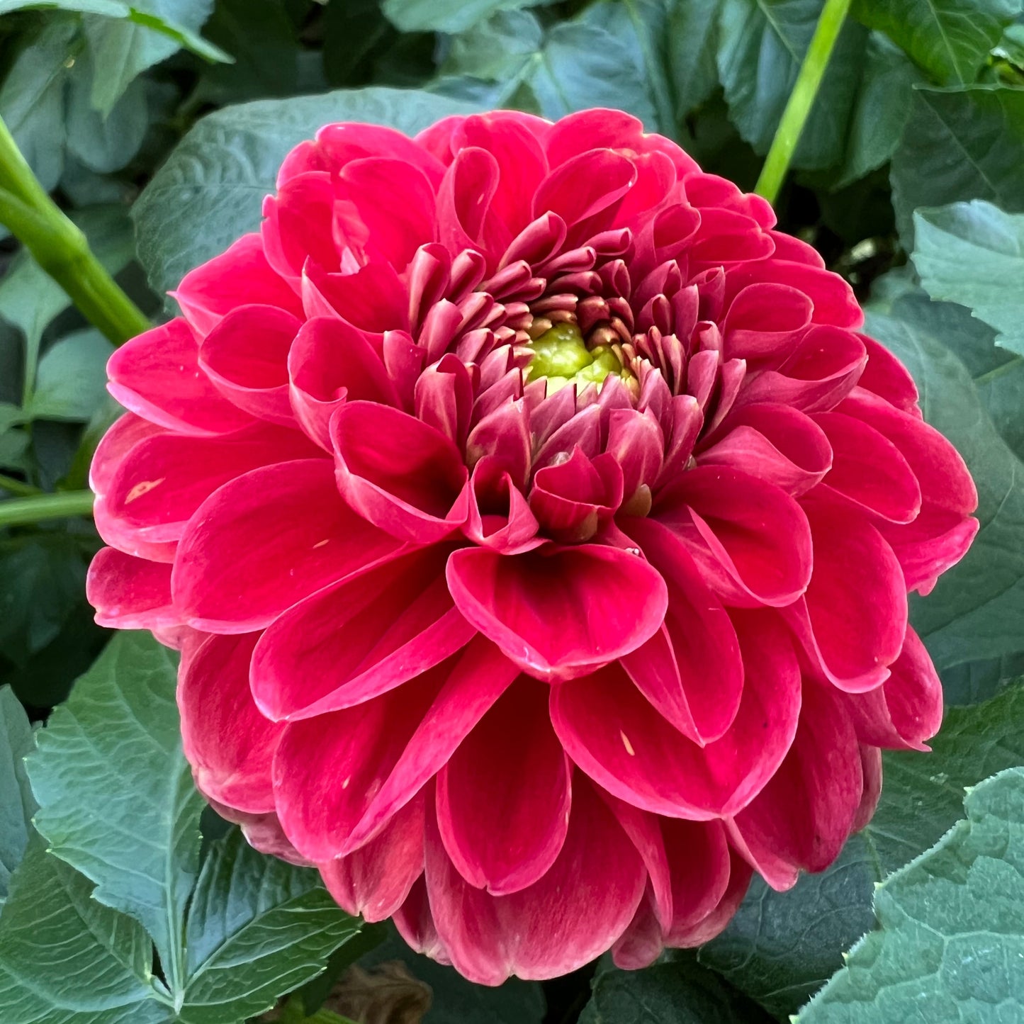 Coseytown Dexter - Red Sport