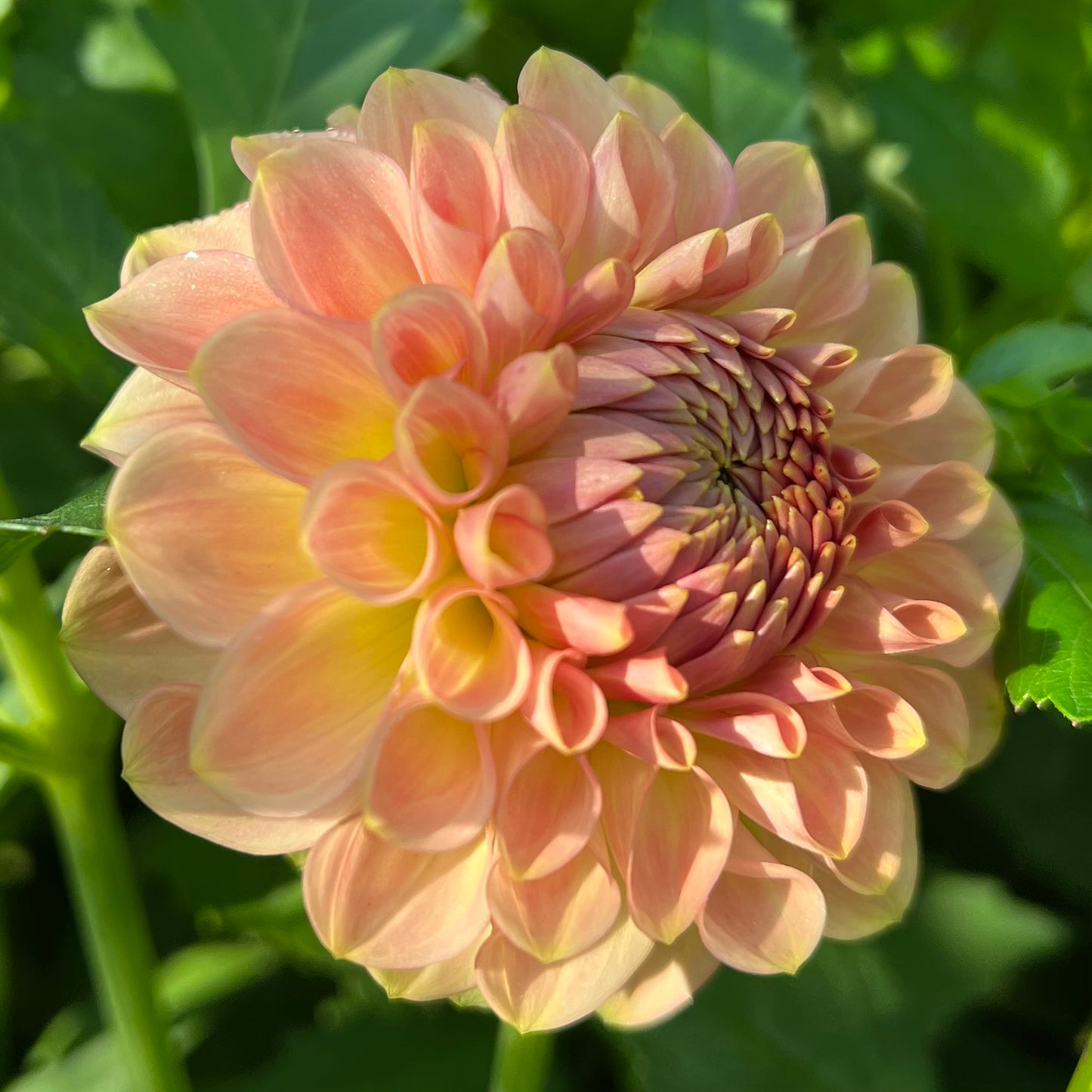 20th Ave Softer Peach