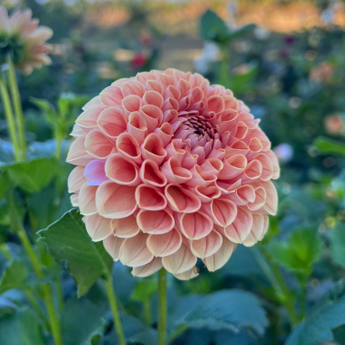 Bee Hive - Rooted Cutting