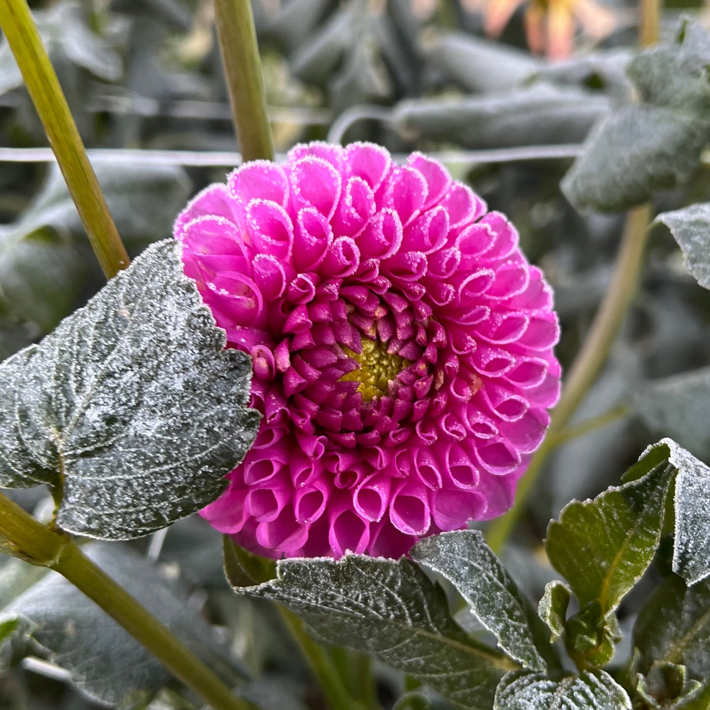20th Ave For Mom - Rooted Cutting
