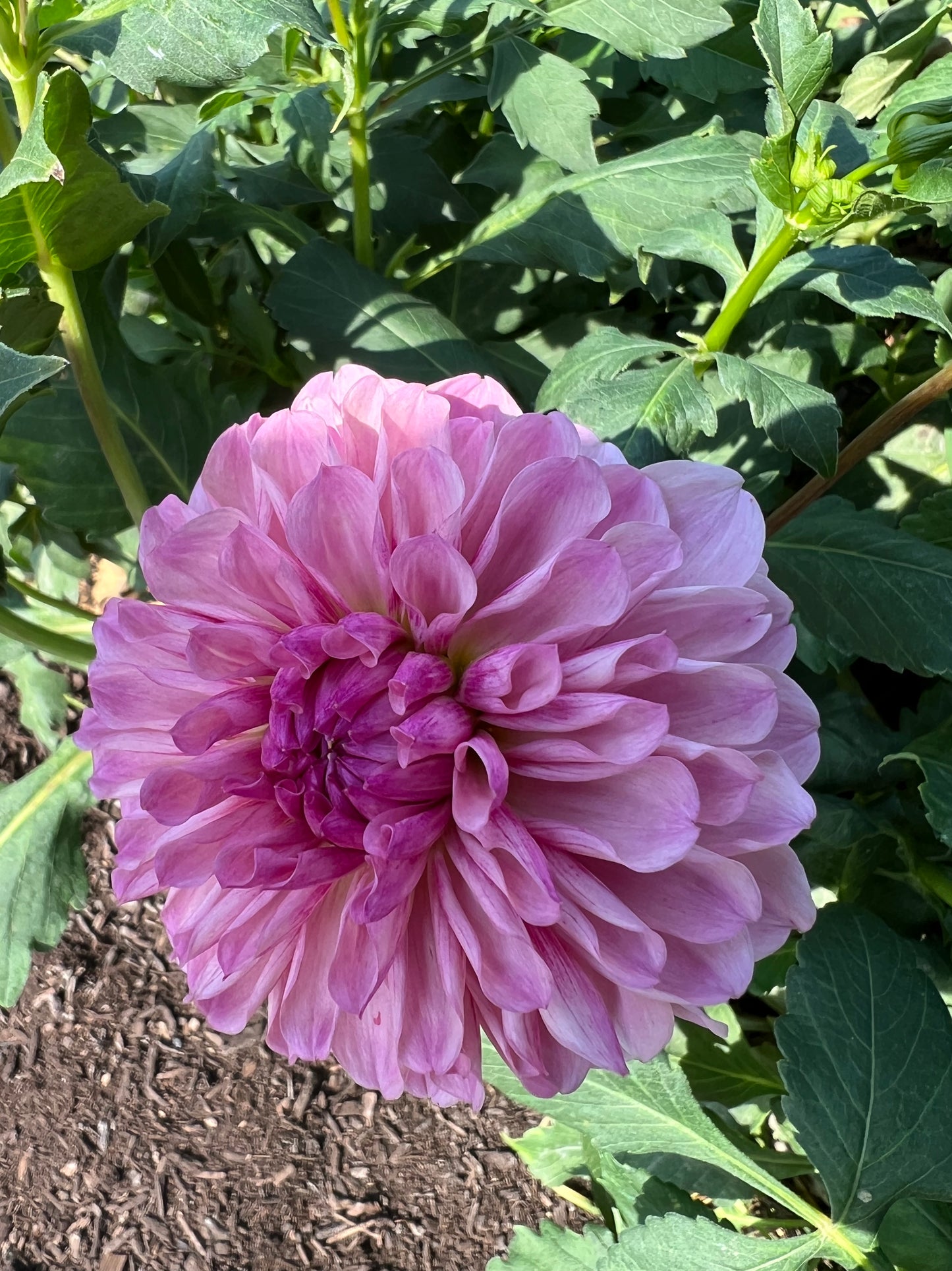 Lee's Flute Loop Lilac