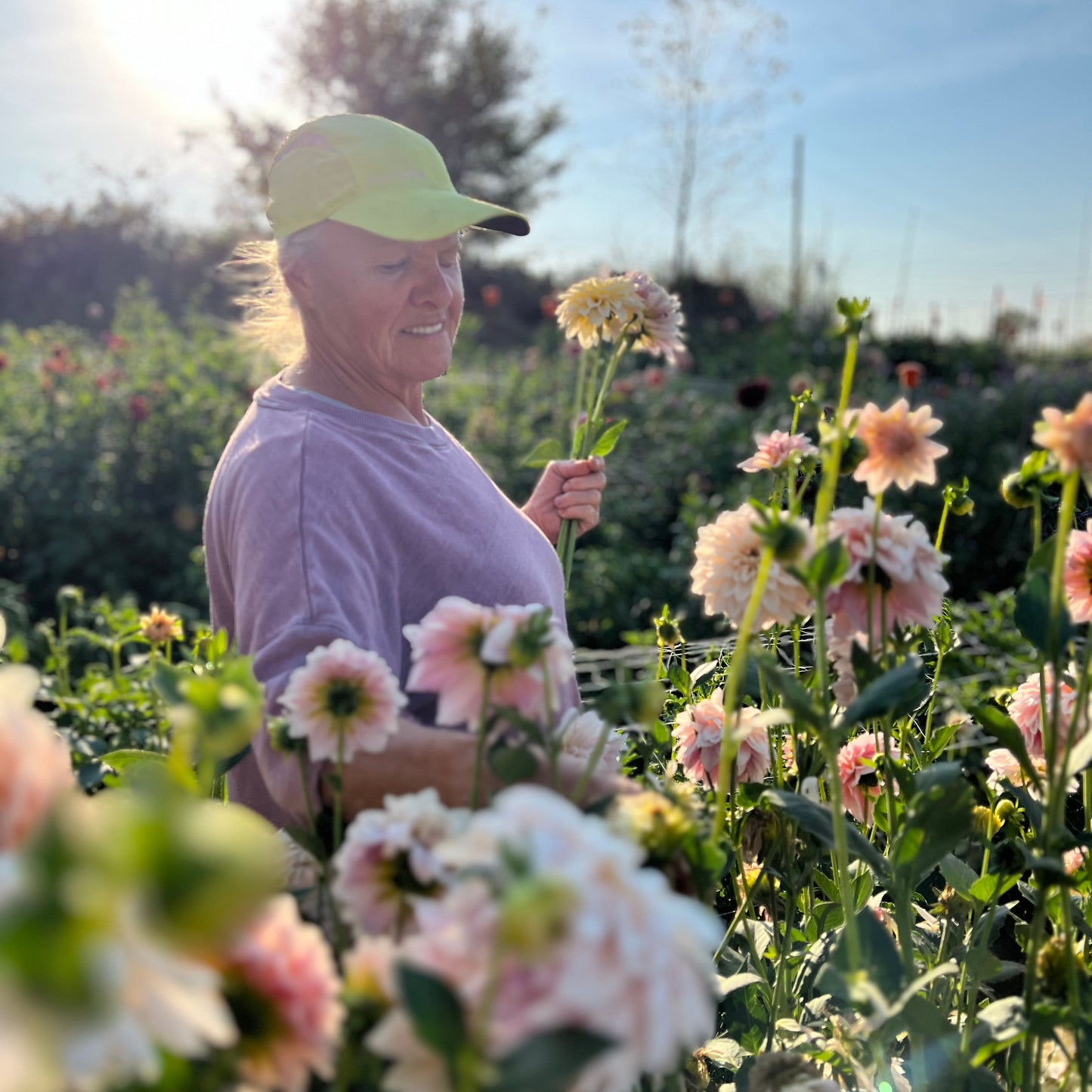 KA's Mocha Jake - Dahlia Seeds