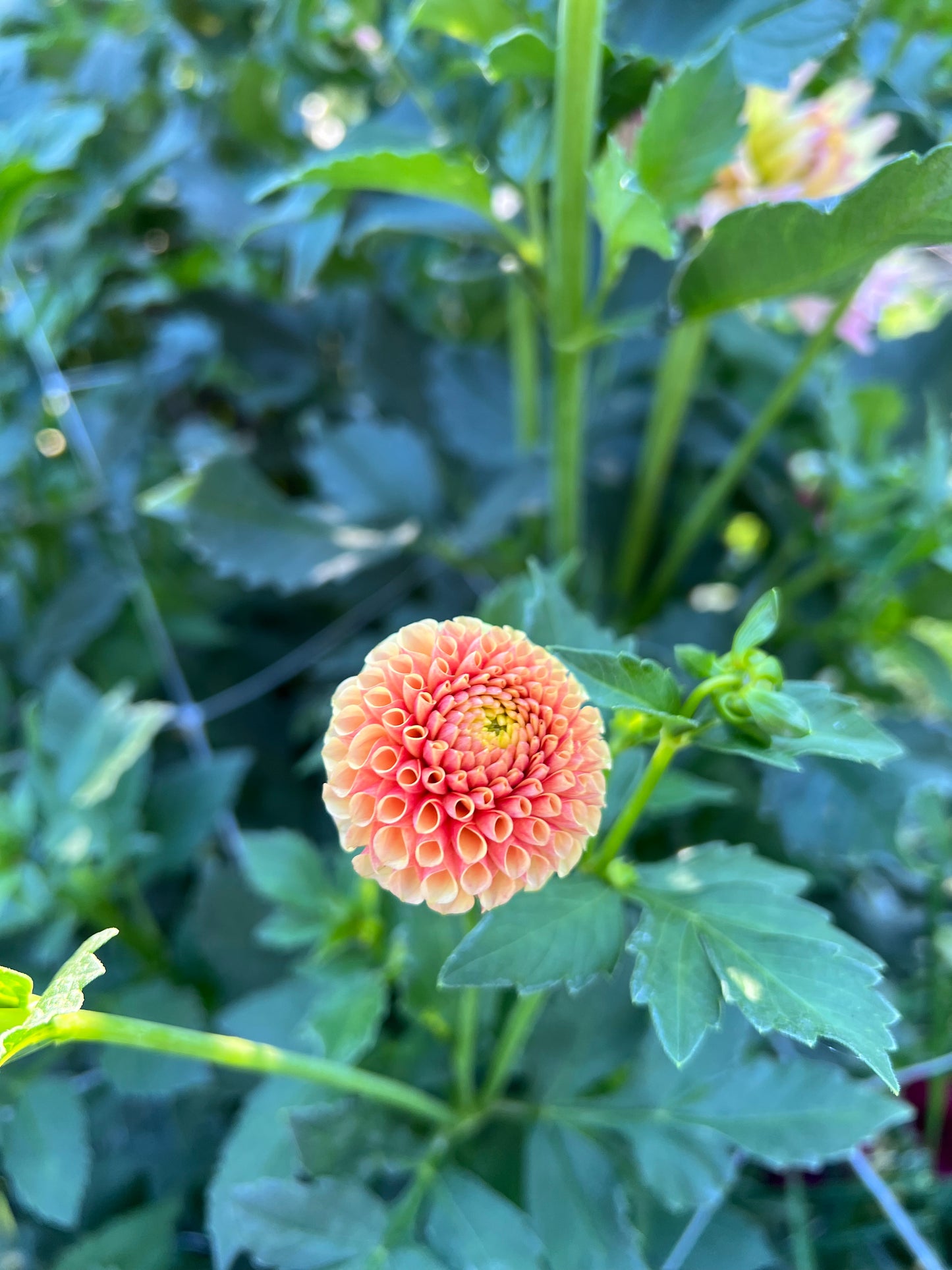 Tiny - Rooted Cutting