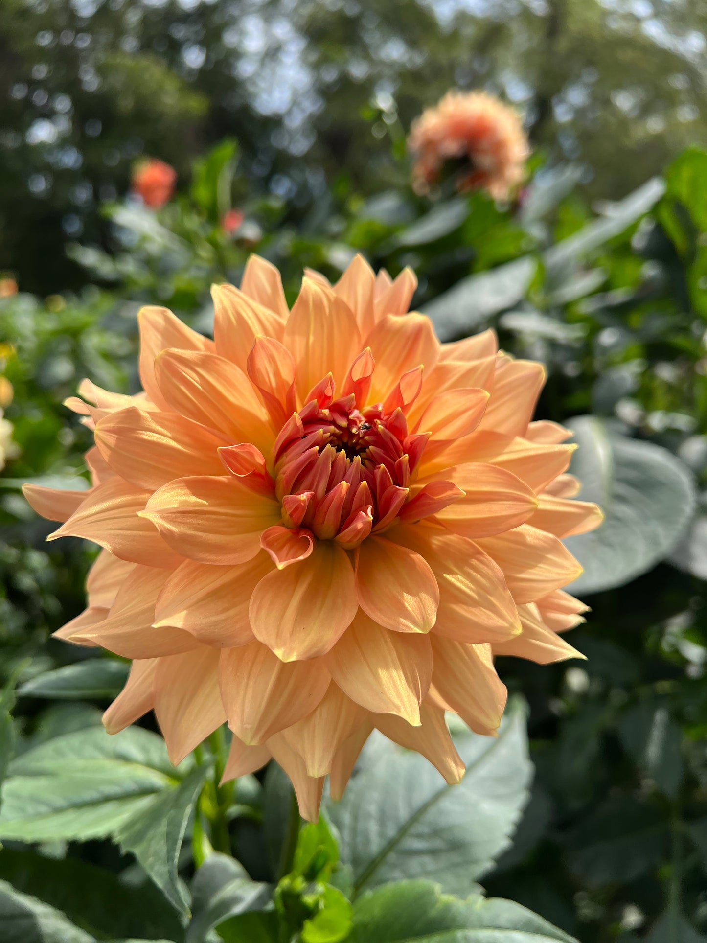 Peach Bud - Rooted Cutting