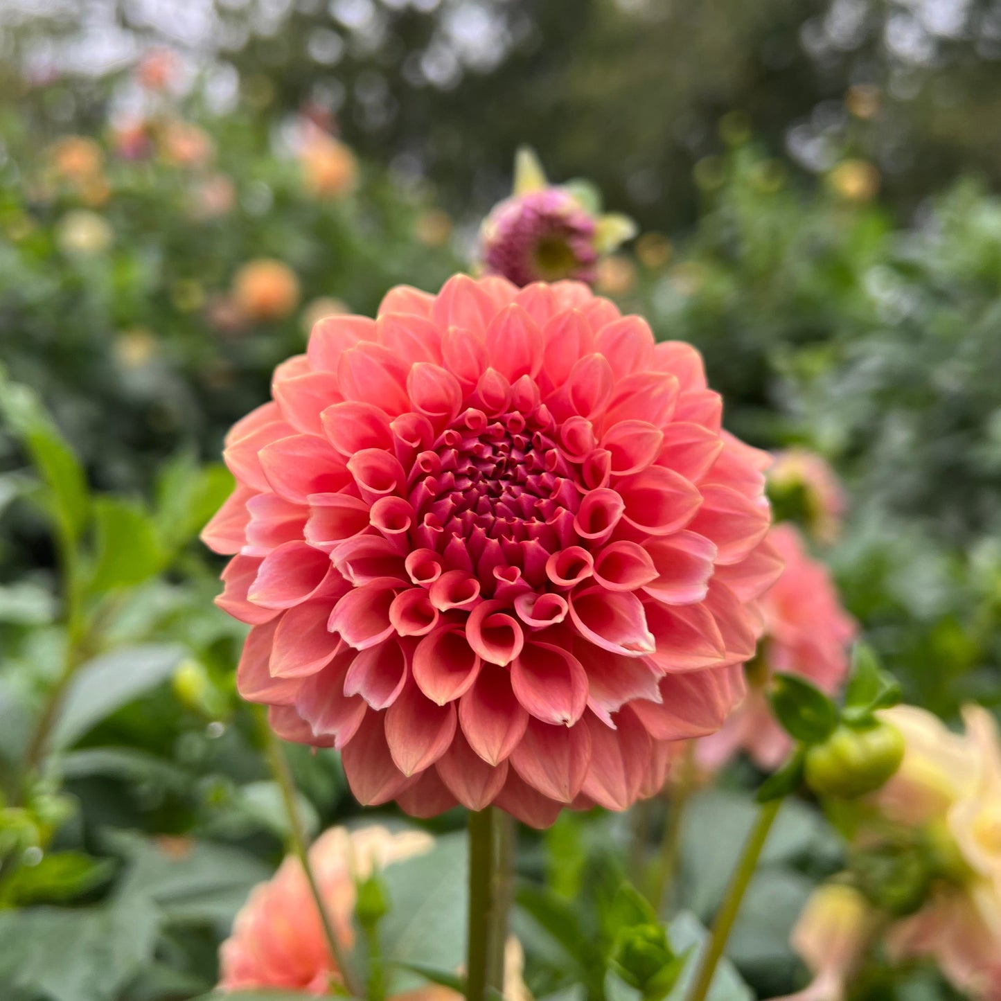 Levi's Blue Smoke - Rooted Cutting