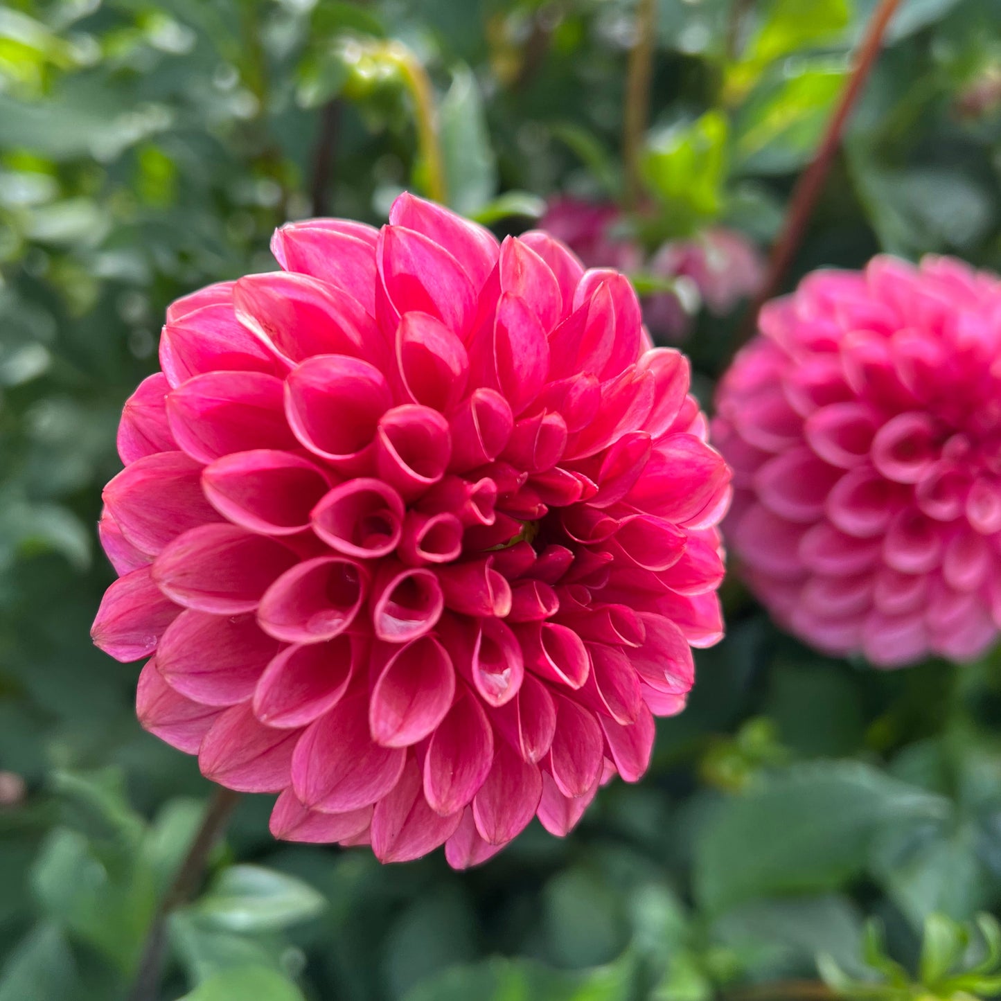 Levi's Tomato - Rooted Cutting