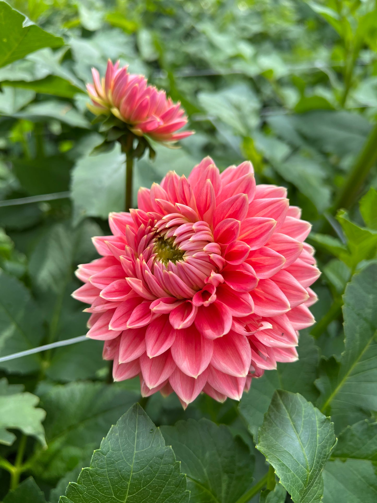 Lee's Persimmon - Rooted Cutting