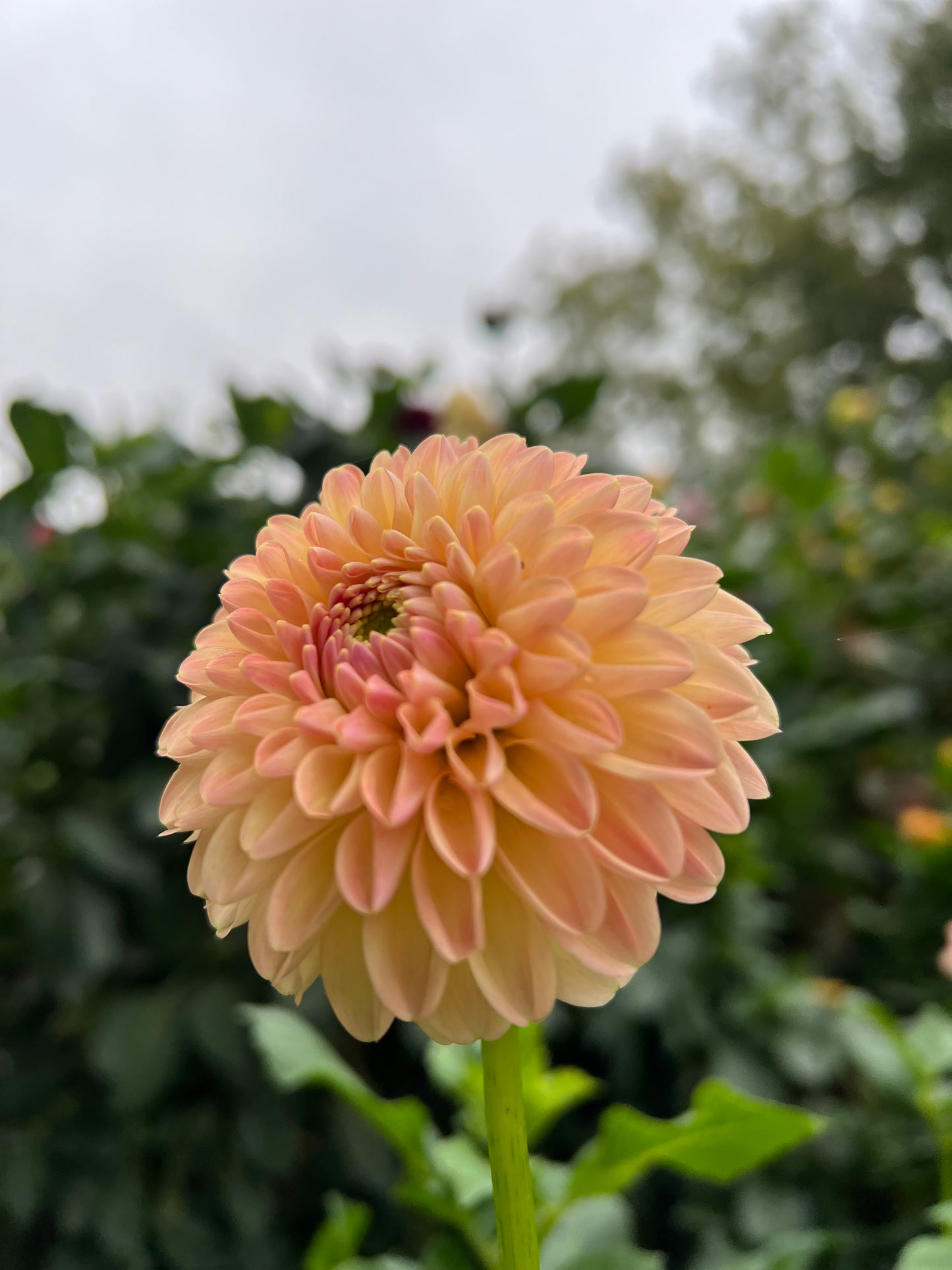 Hapet Salmon - Rooted Cutting