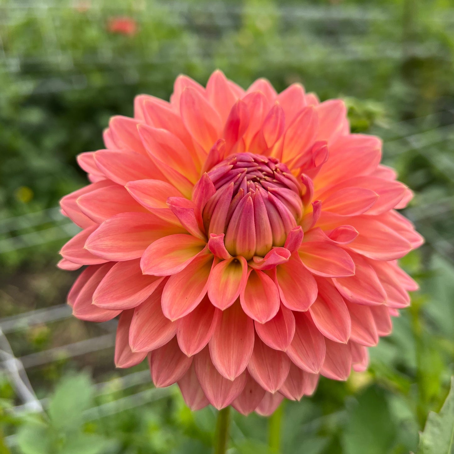 Lee's Zesty Peach - Rooted Cutting