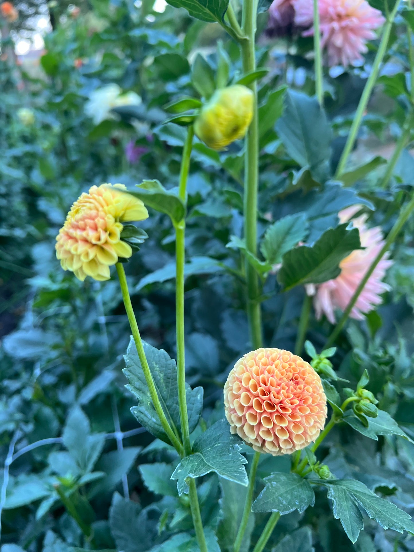 Tiny - Rooted Cutting