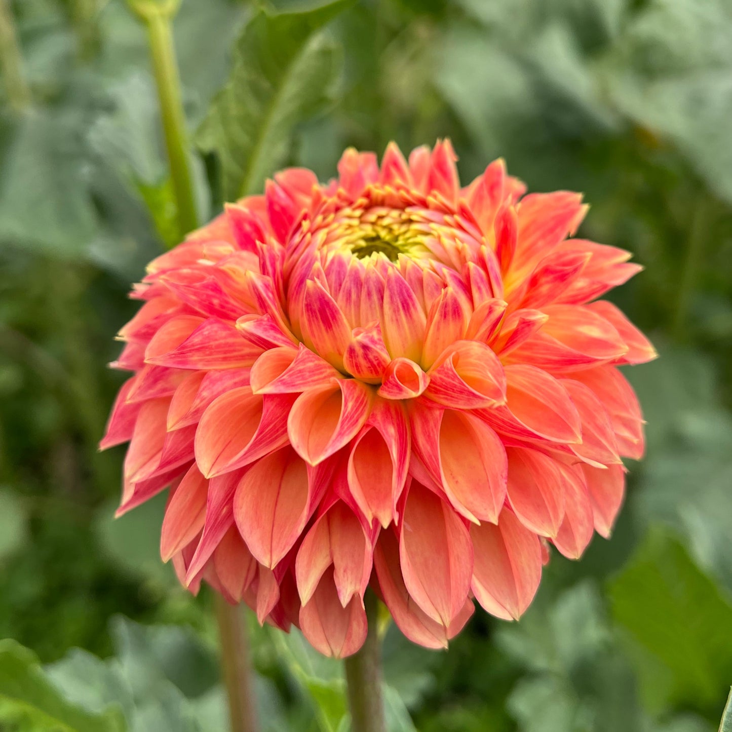 KA's Desert Rose - Rooted Cutting