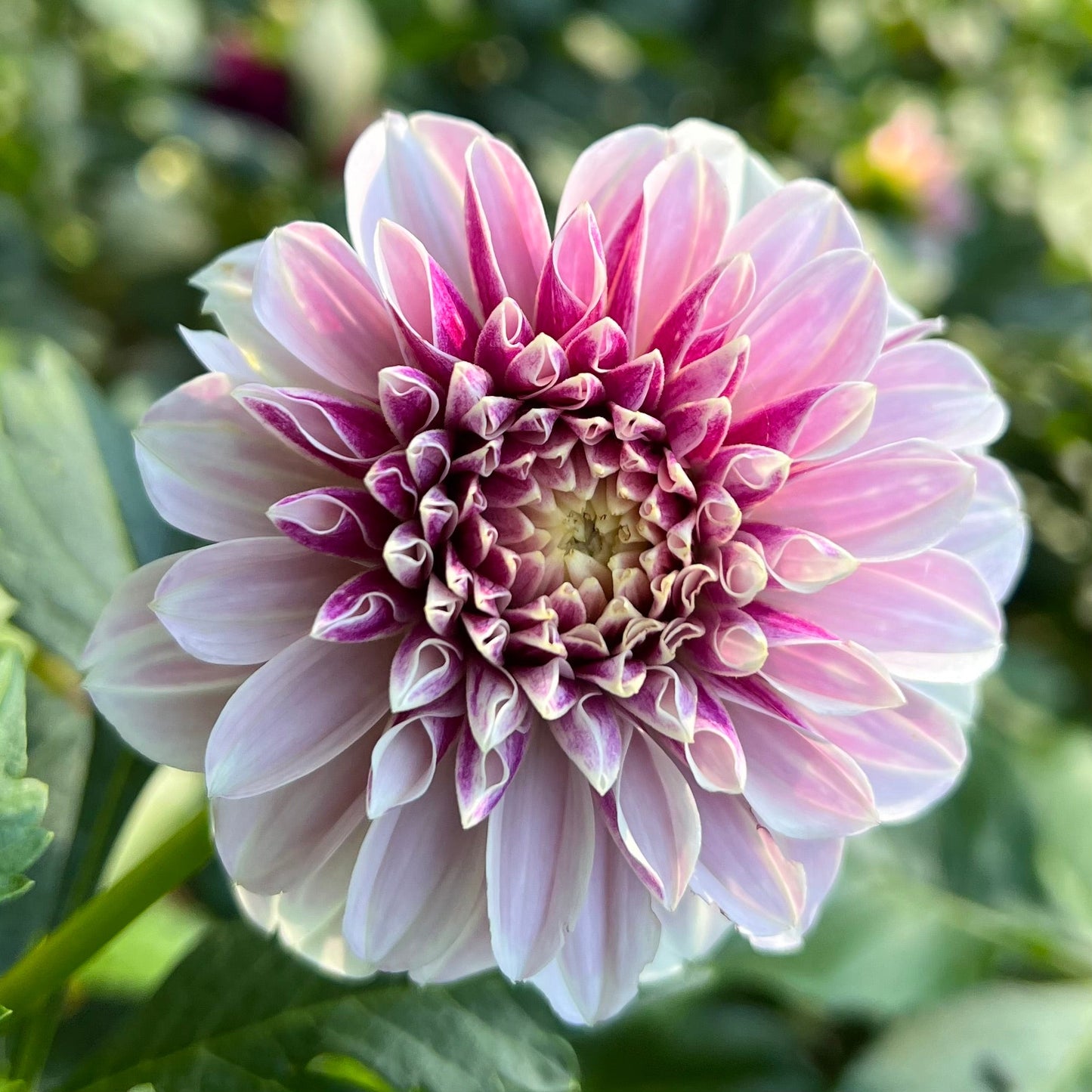 Salish Twilight Girl