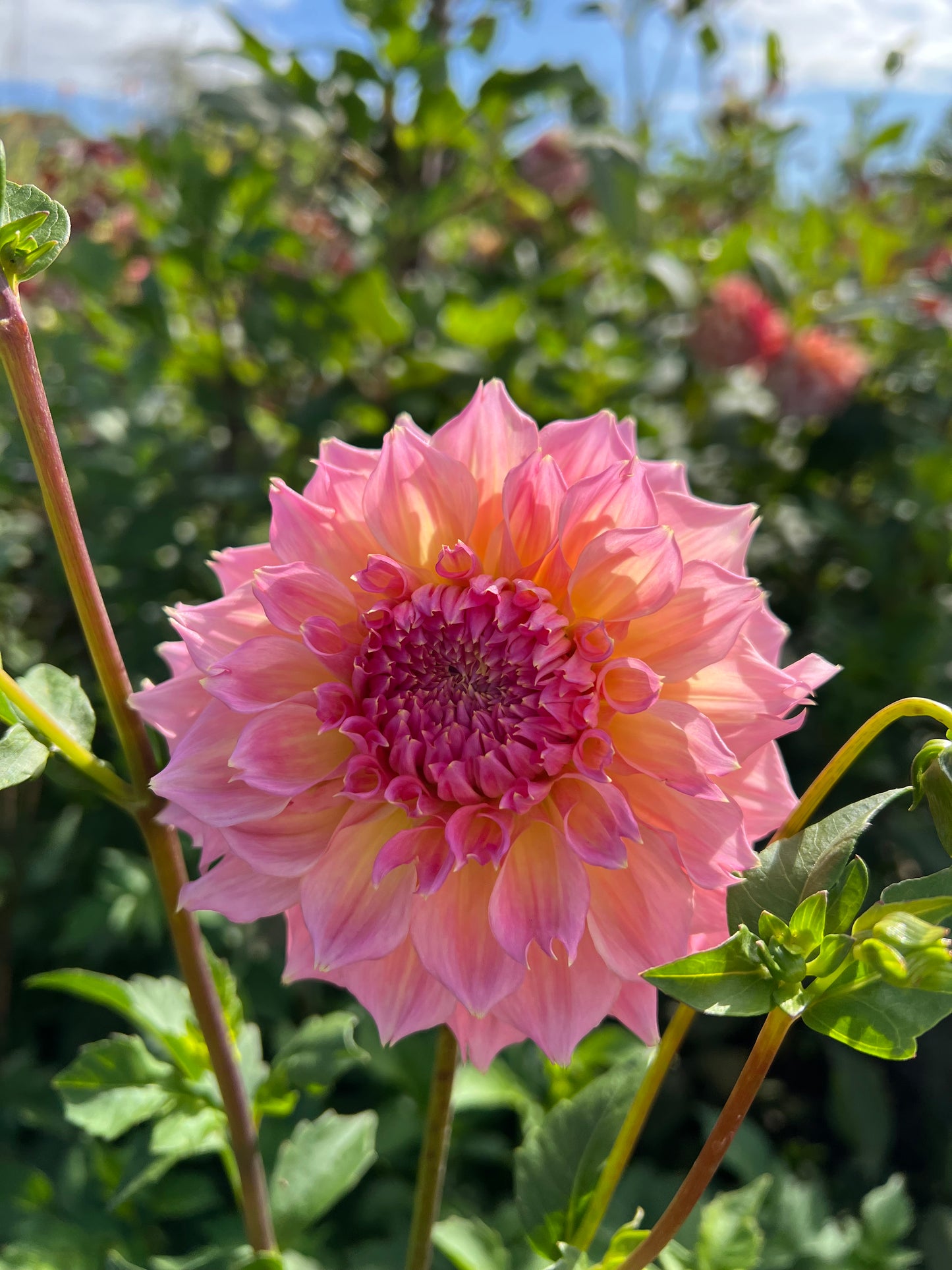 Lee's Pink Grapefruit - Rooted Cutting