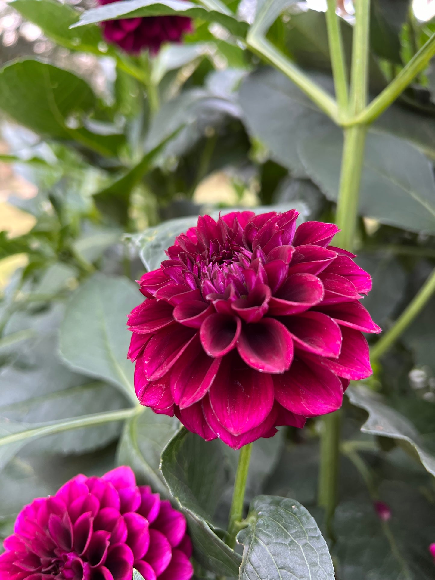 Mission Abyss - Rooted Cutting