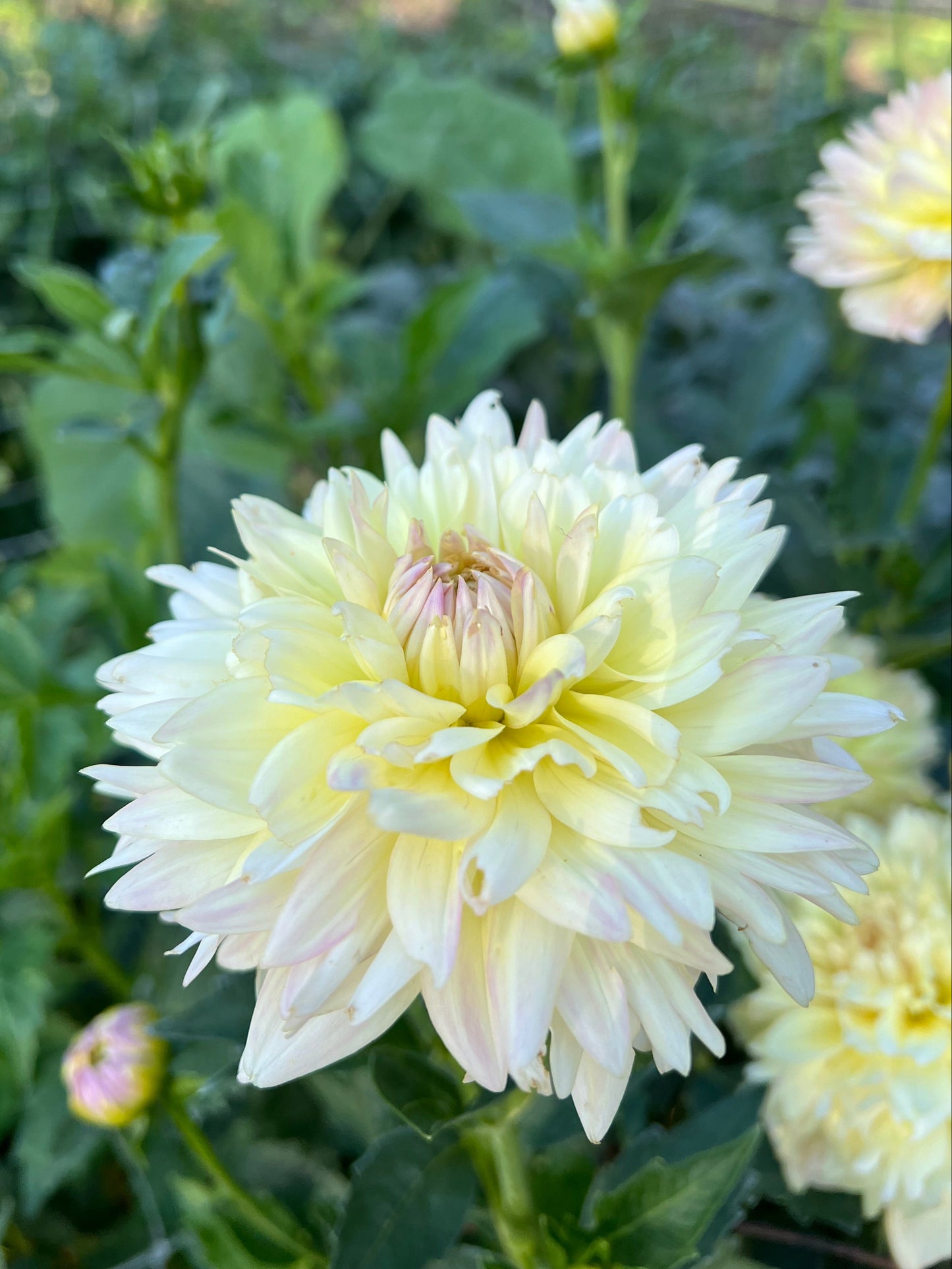 Joel's Favourite - Rooted Cutting