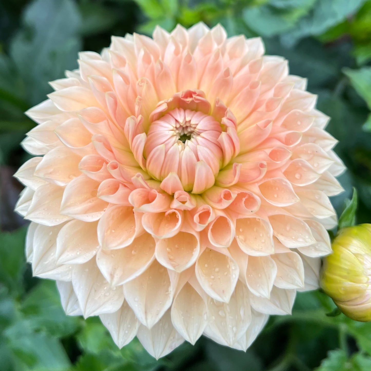 Lakeview Lady - Rooted Cutting