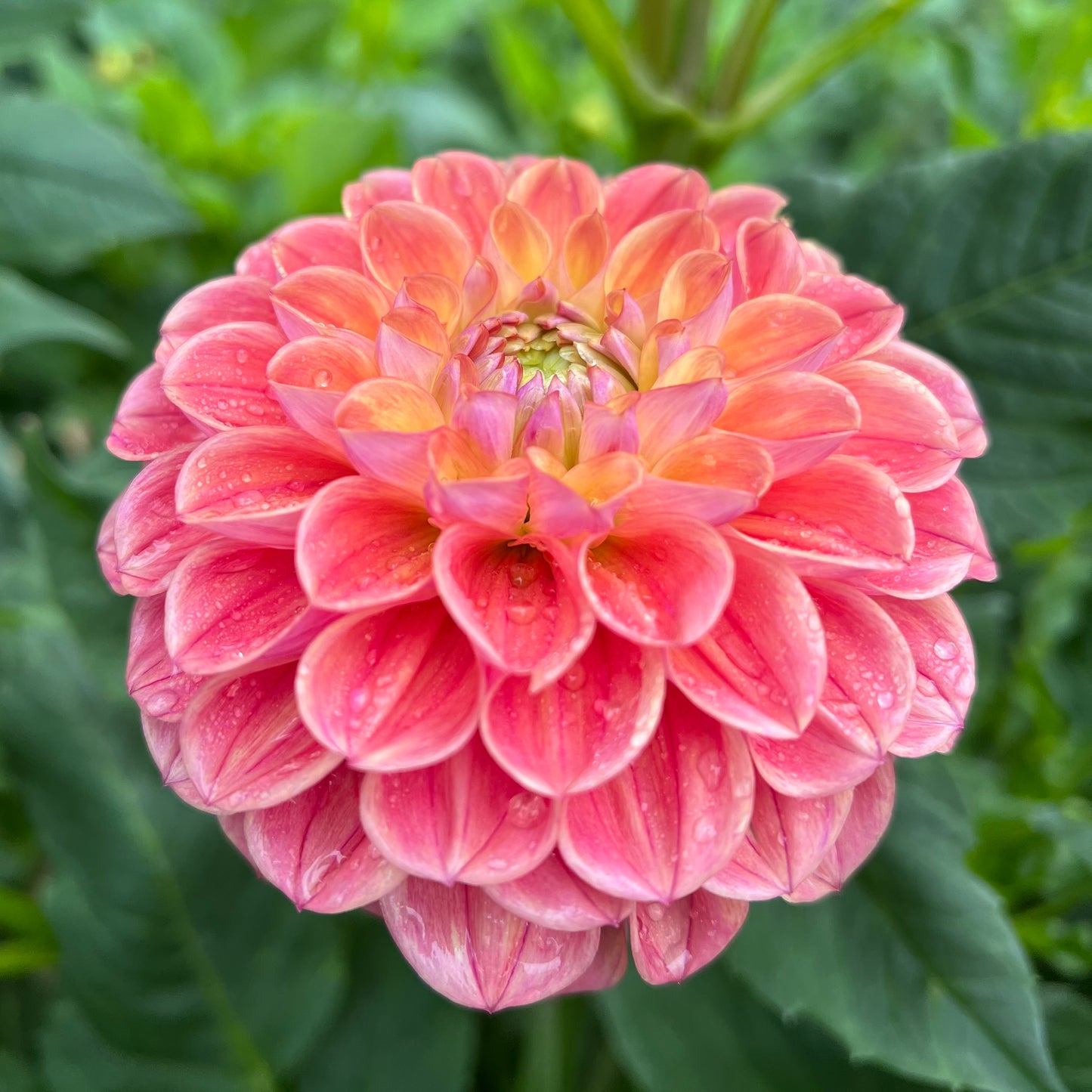 Coseytown Baby Cakes