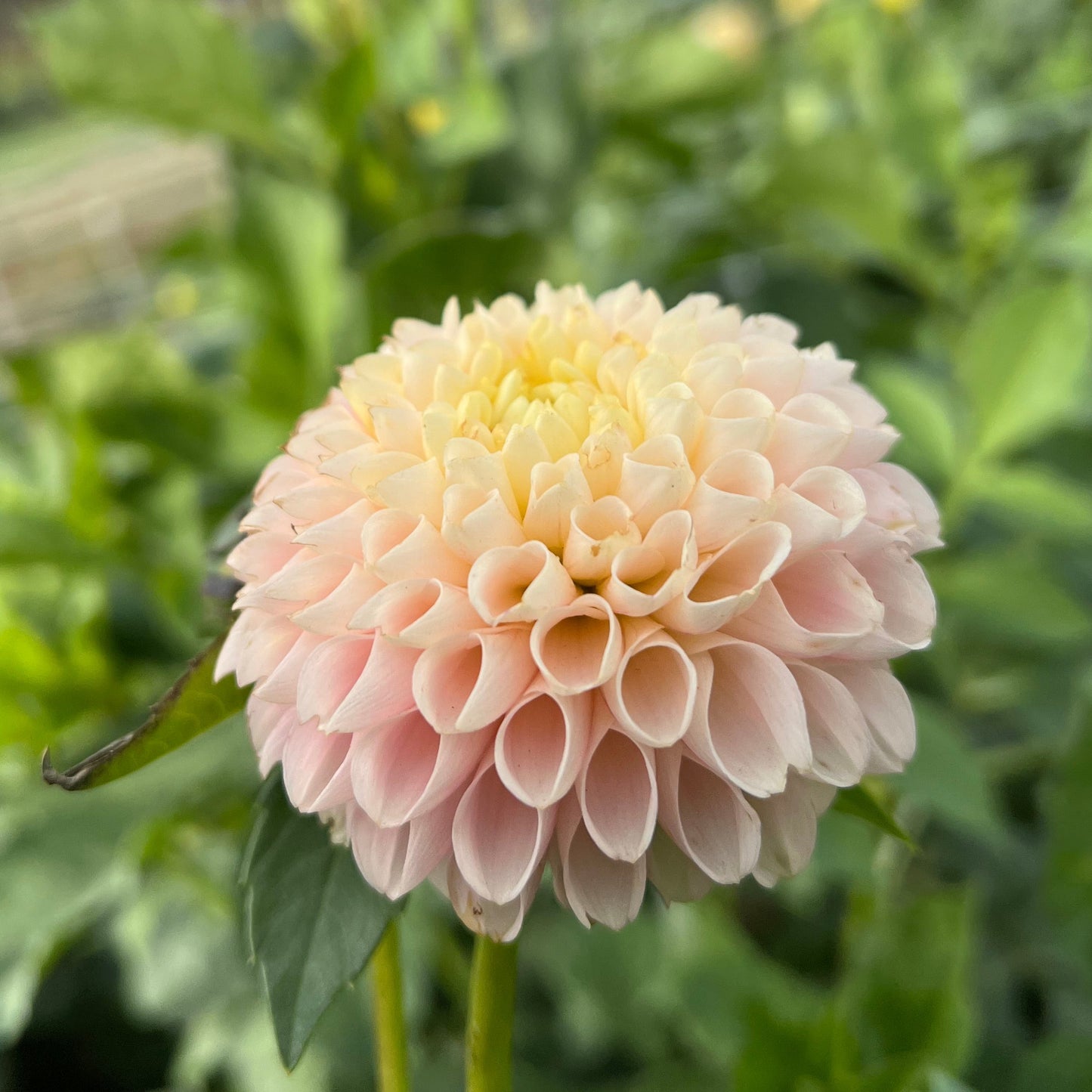 Hollyhill Bashful - Rooted Cutting