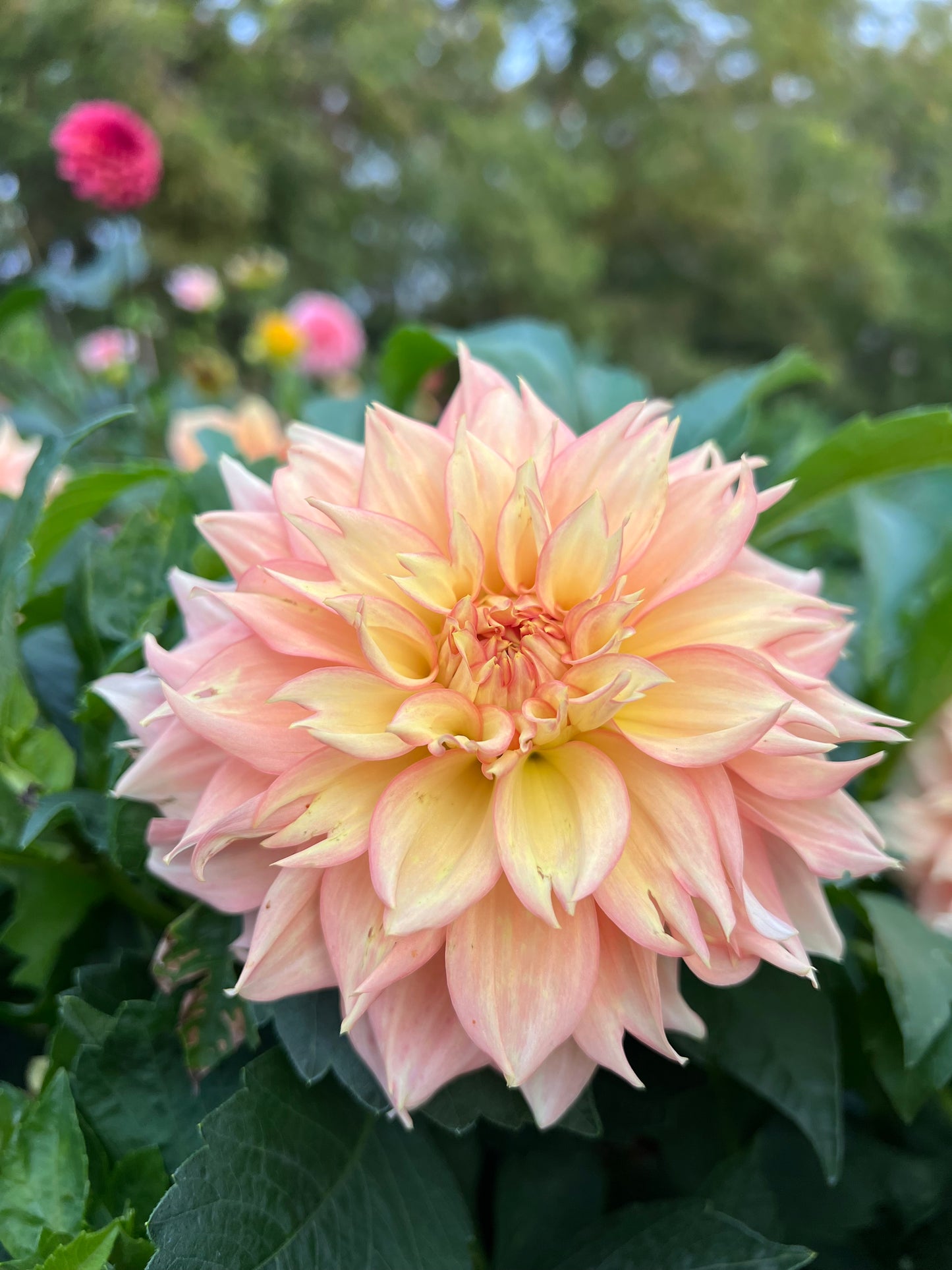 Lee's Savannah Spring - Rooted Cutting