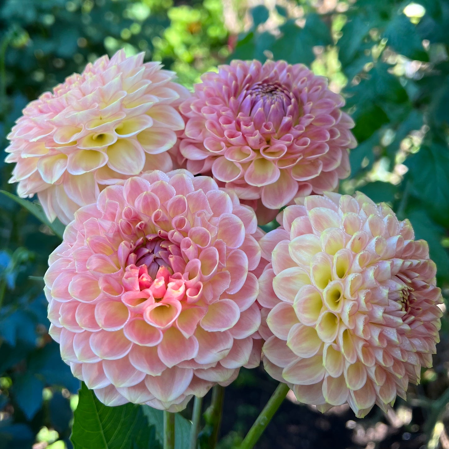 20th Ave Softer Peach