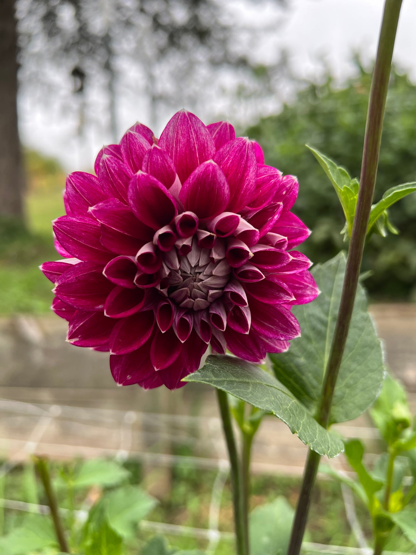 KA's Mocha Jake - Dahlia Seeds
