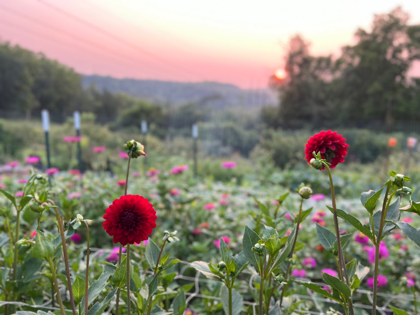 KA's Cardinal - Dahlia Seeds