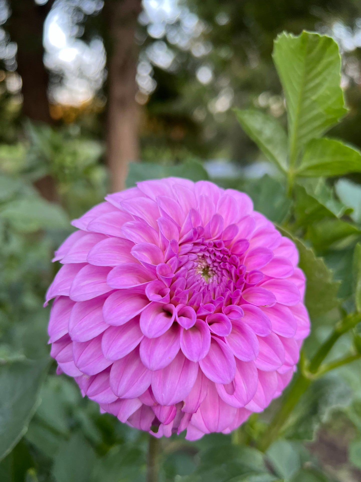 Glenmarc Skye - Rooted Cutting