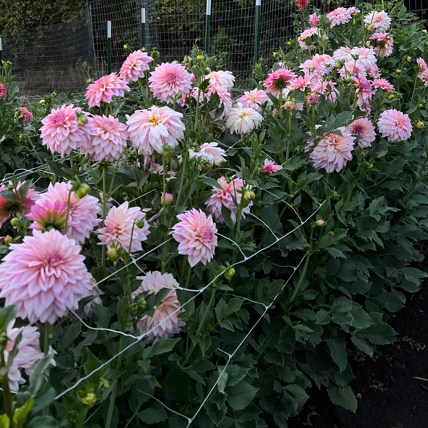 KA's Mocha Jake - Dahlia Seeds