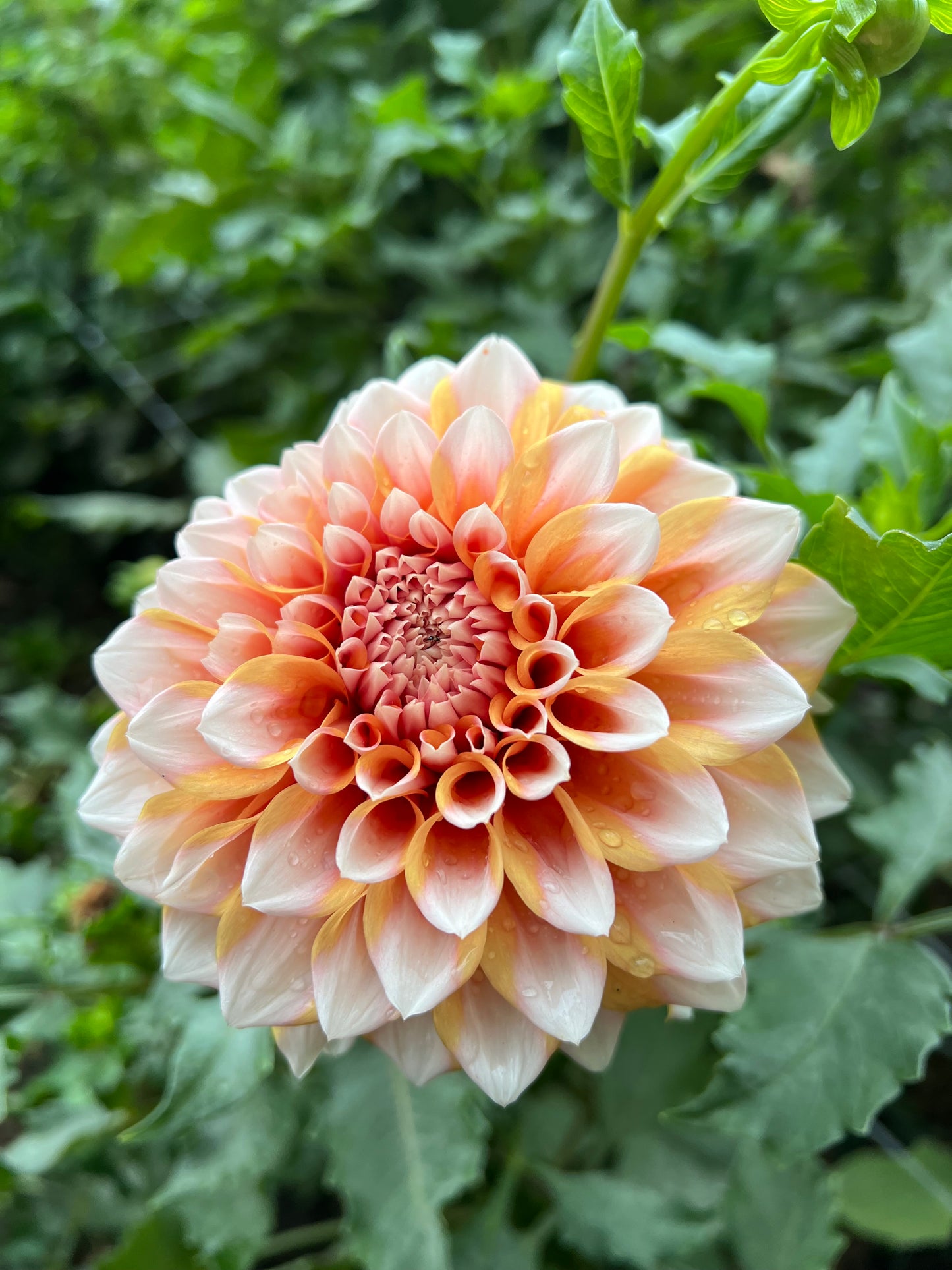 Hollyhill Orange Ice