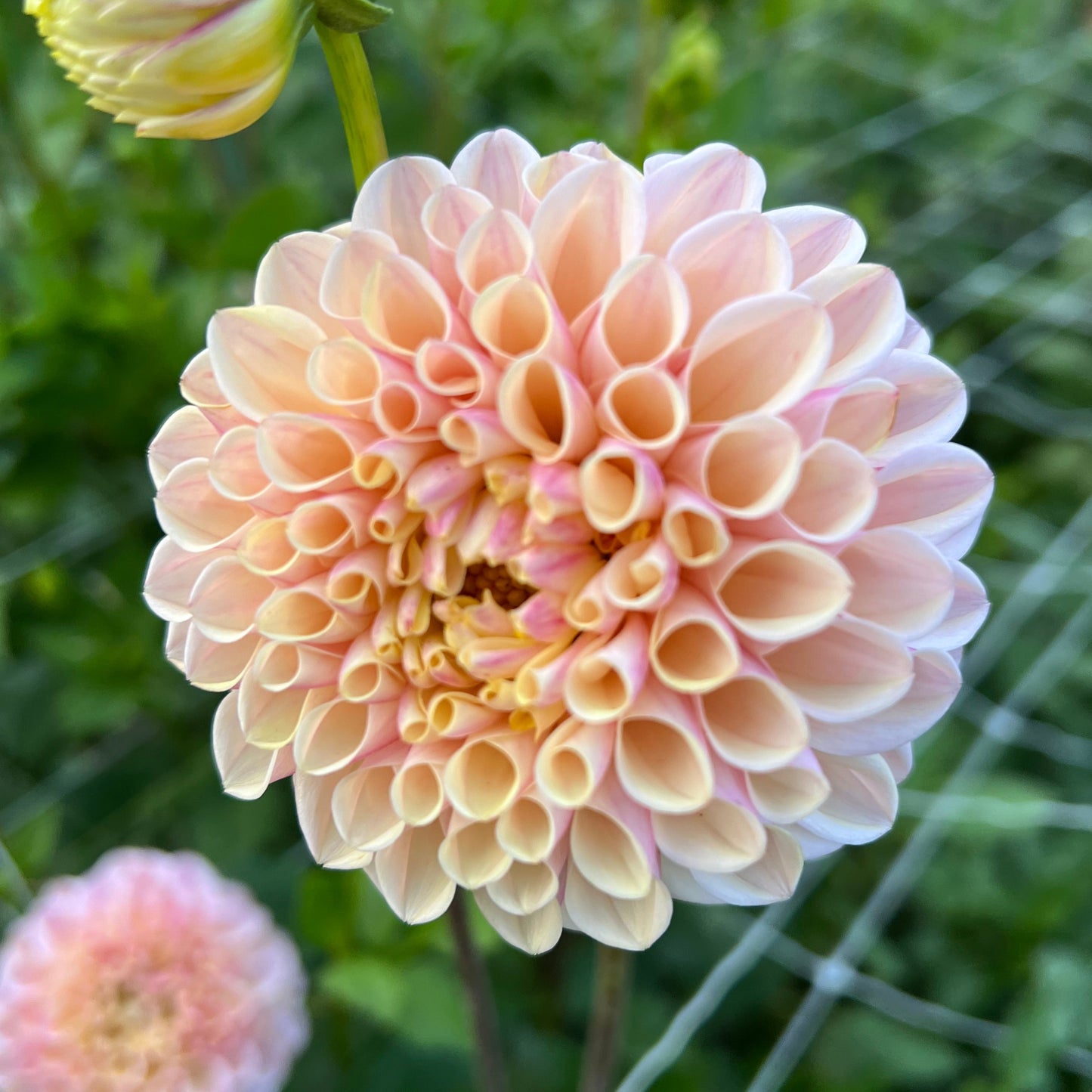 Lee's Little Angel - Rooted Cutting