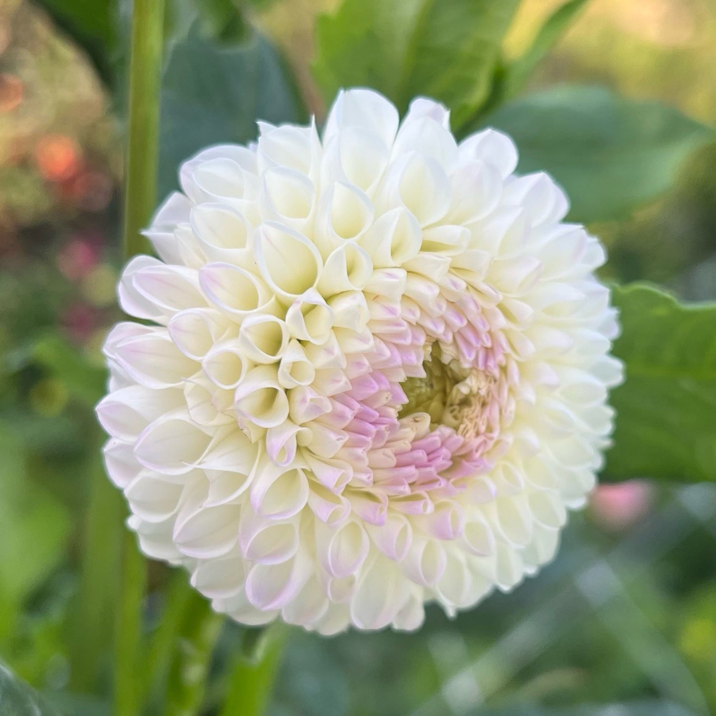 Hollyhill Miss White