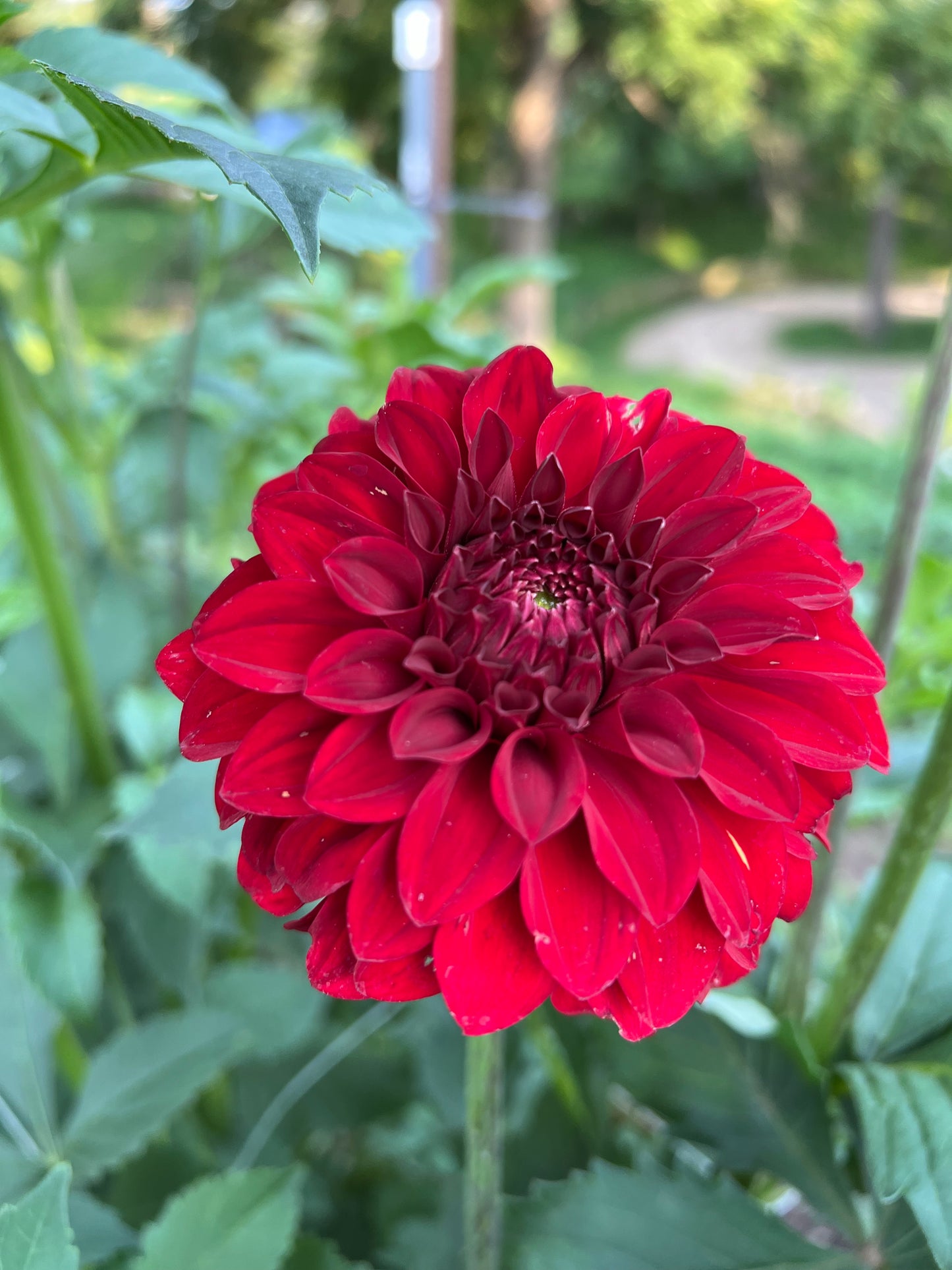 River's Cherry Bomb