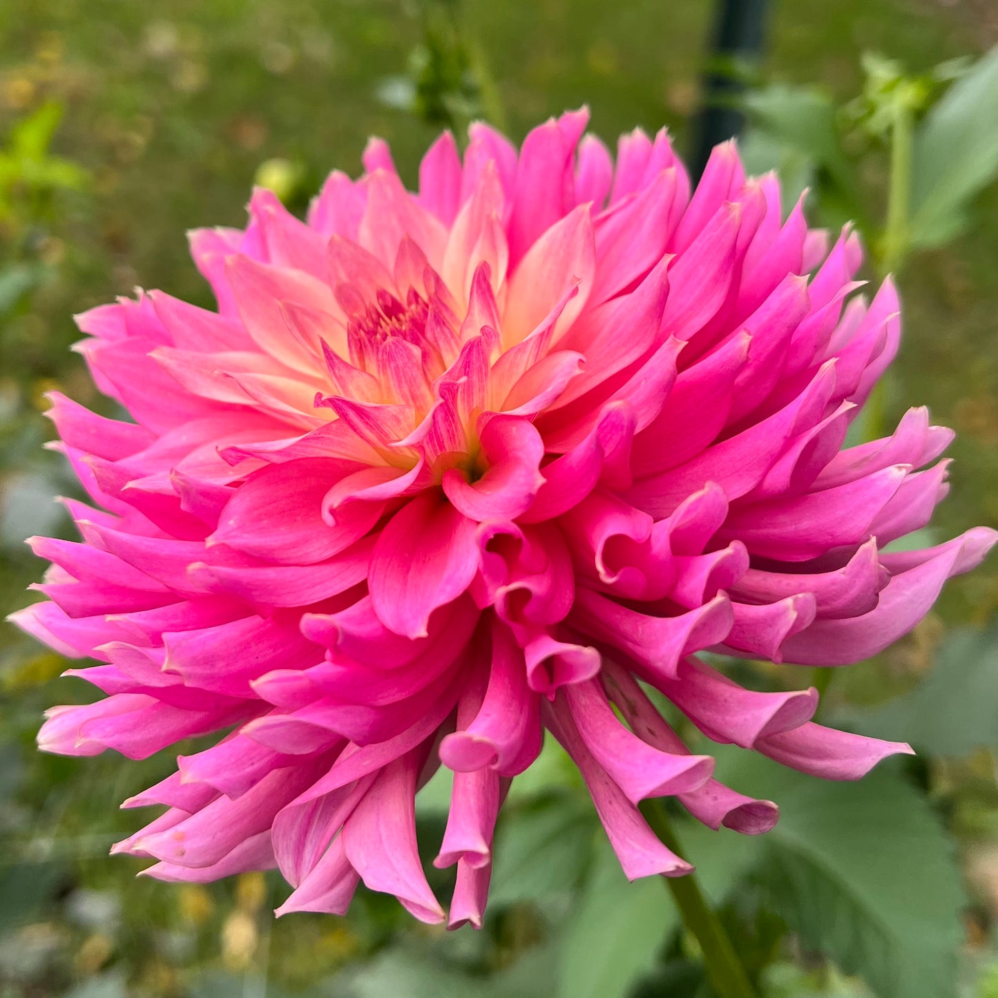 Coseytown Double Dutch