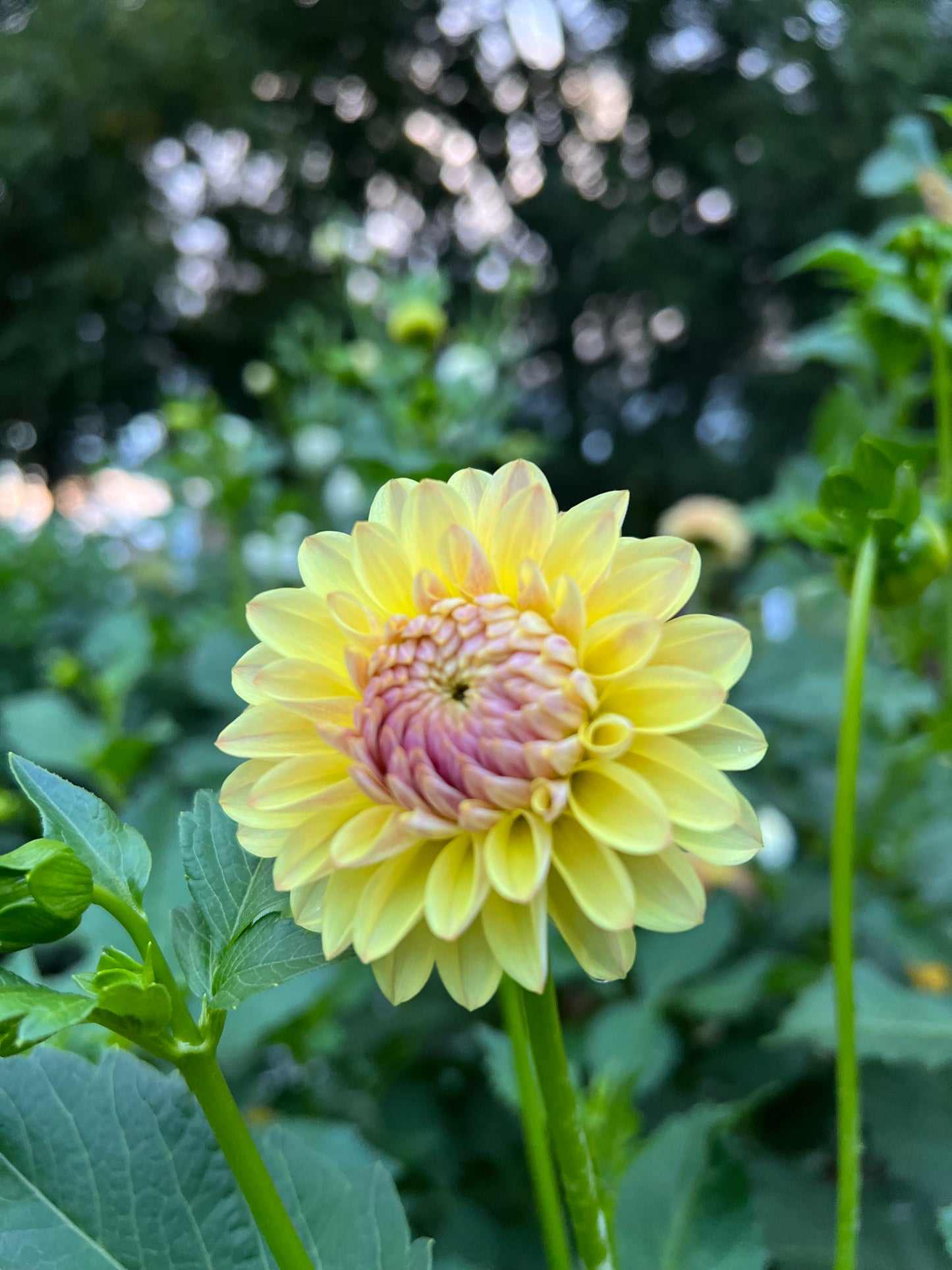 Coseytown Gale - Dahlia Seeds