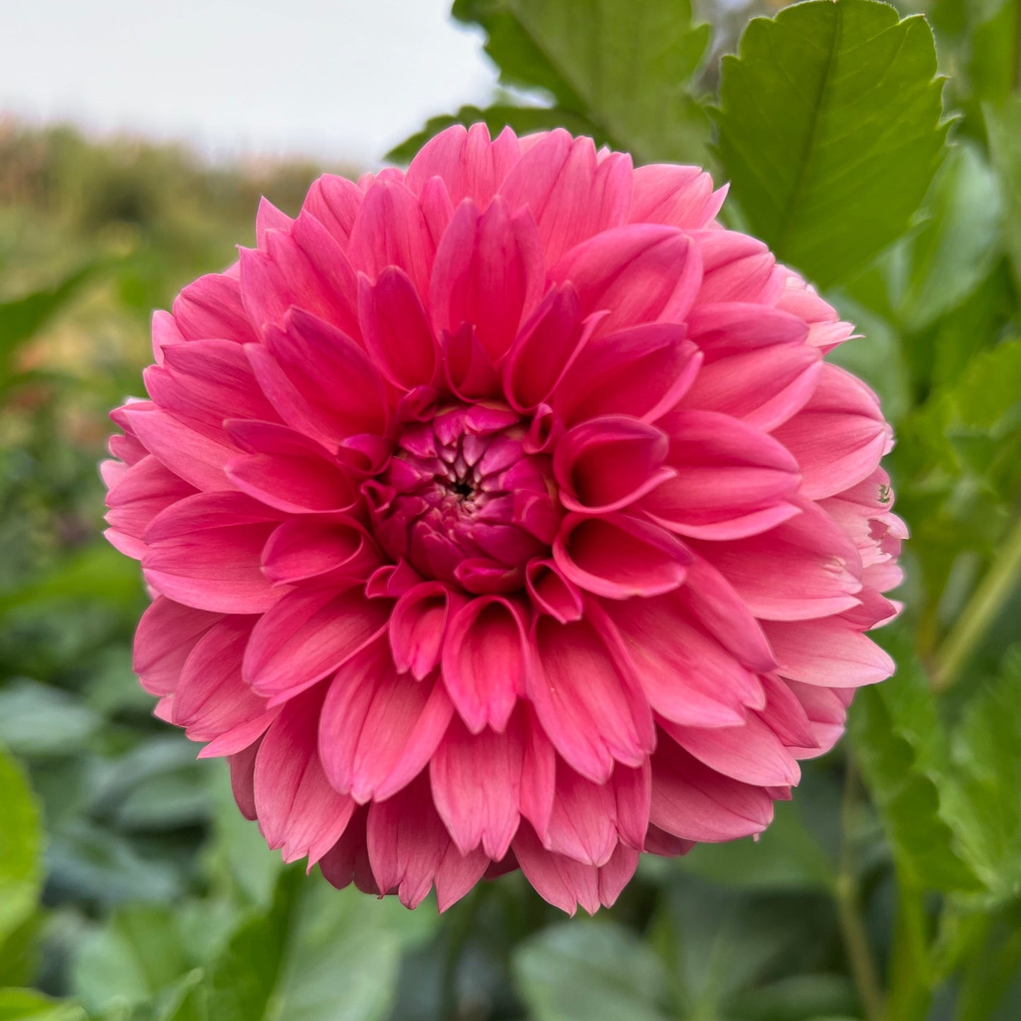 Lee's Ellis - Rooted Cutting