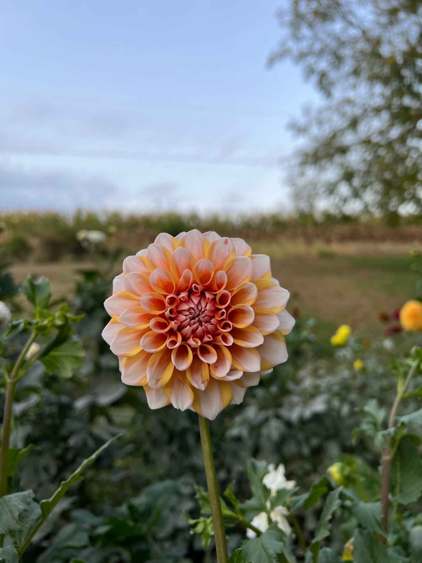 Hollyhill Orange Ice