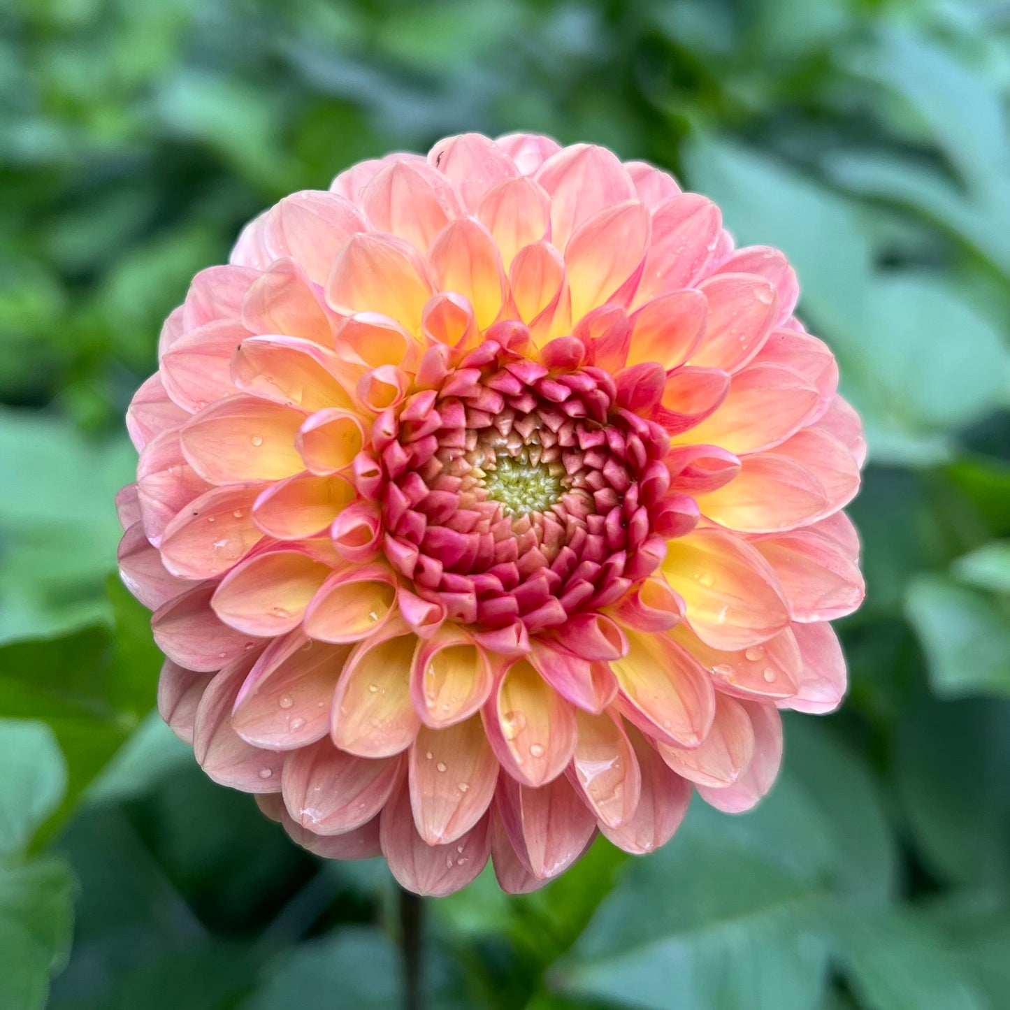 Coseytown Bounty - Dahlia Seeds