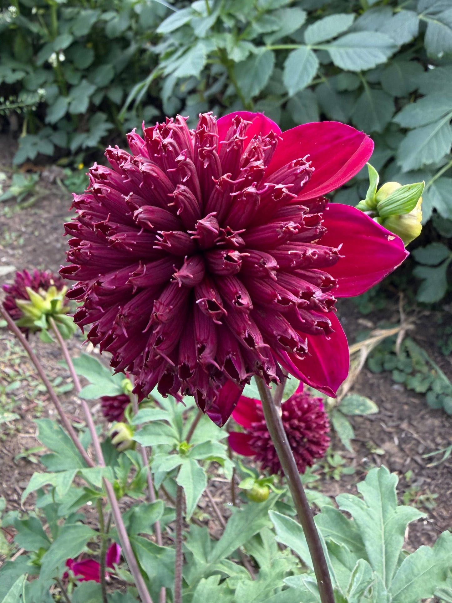 Bloomquist Larrie Ann