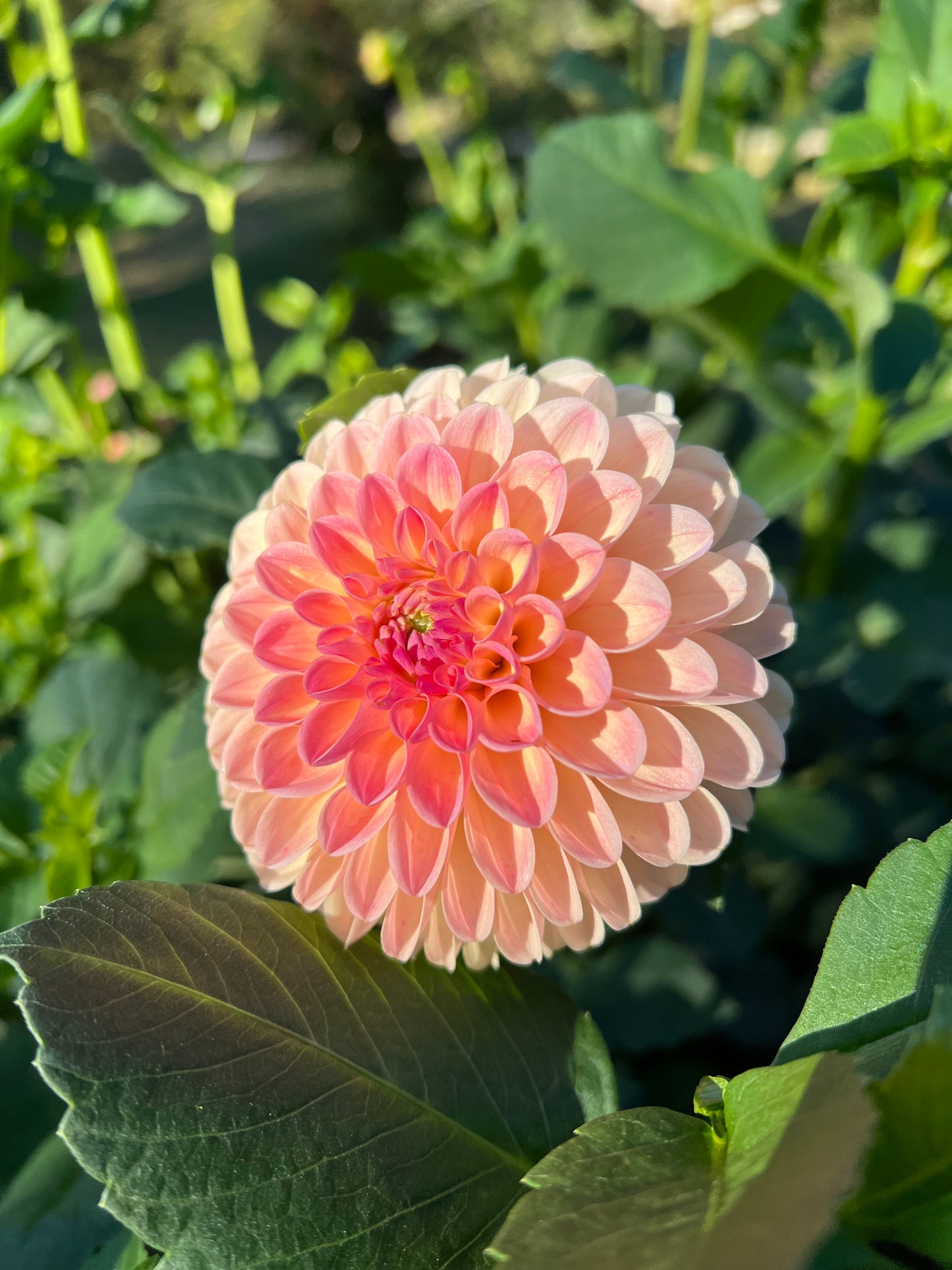 Hapet Salmon - Rooted Cutting