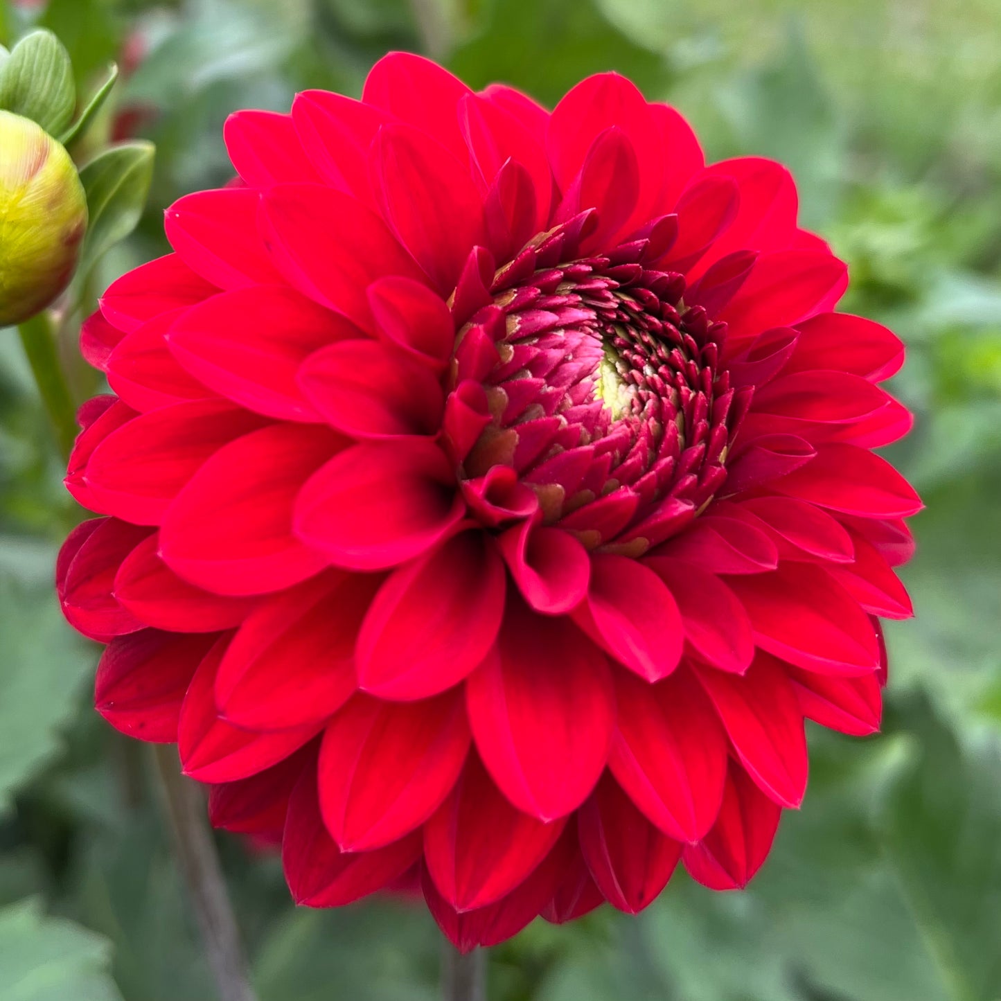 KA's Cardinal - Dahlia Seeds